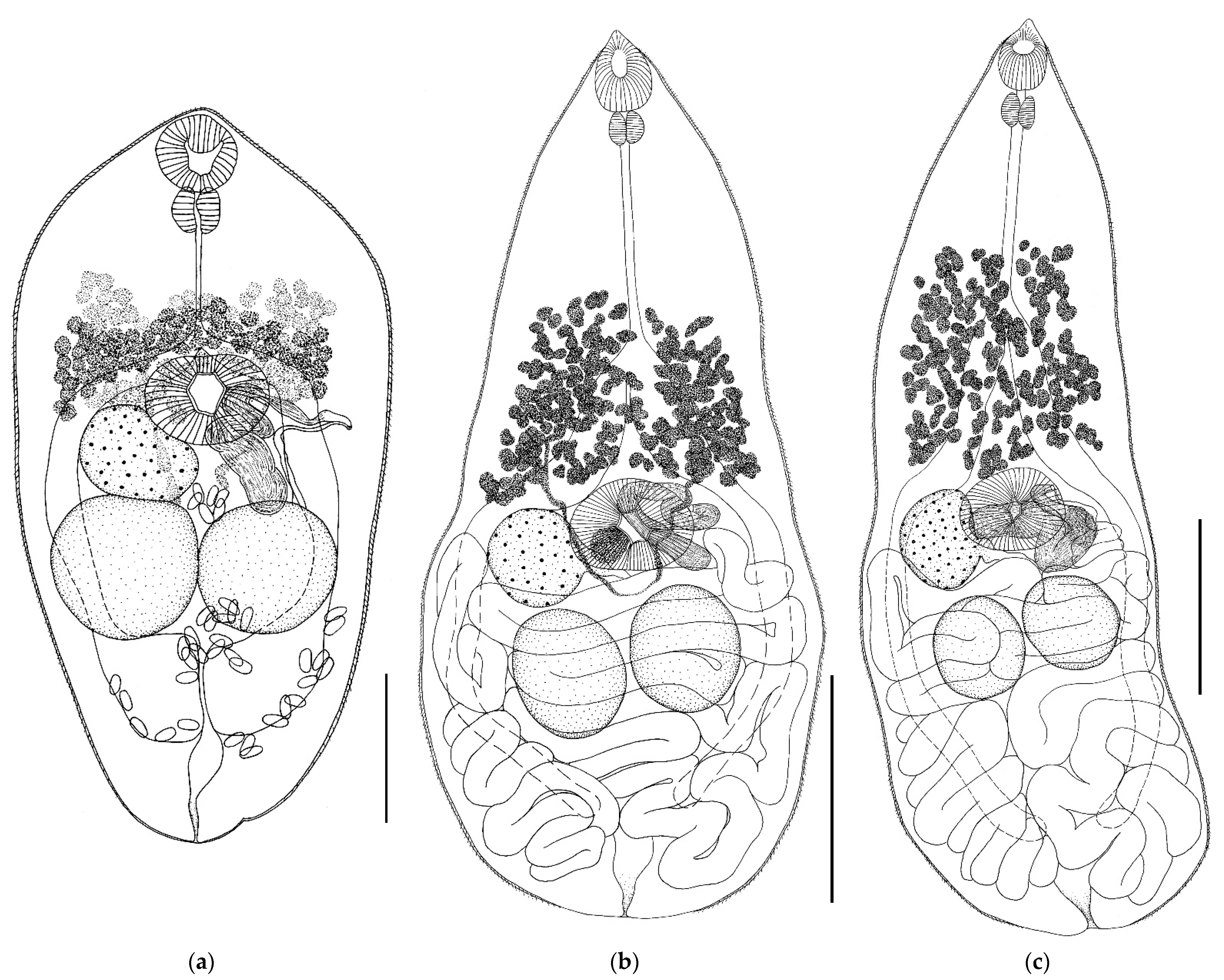Biology 11 00878 g002 Biology 11 00878 g002