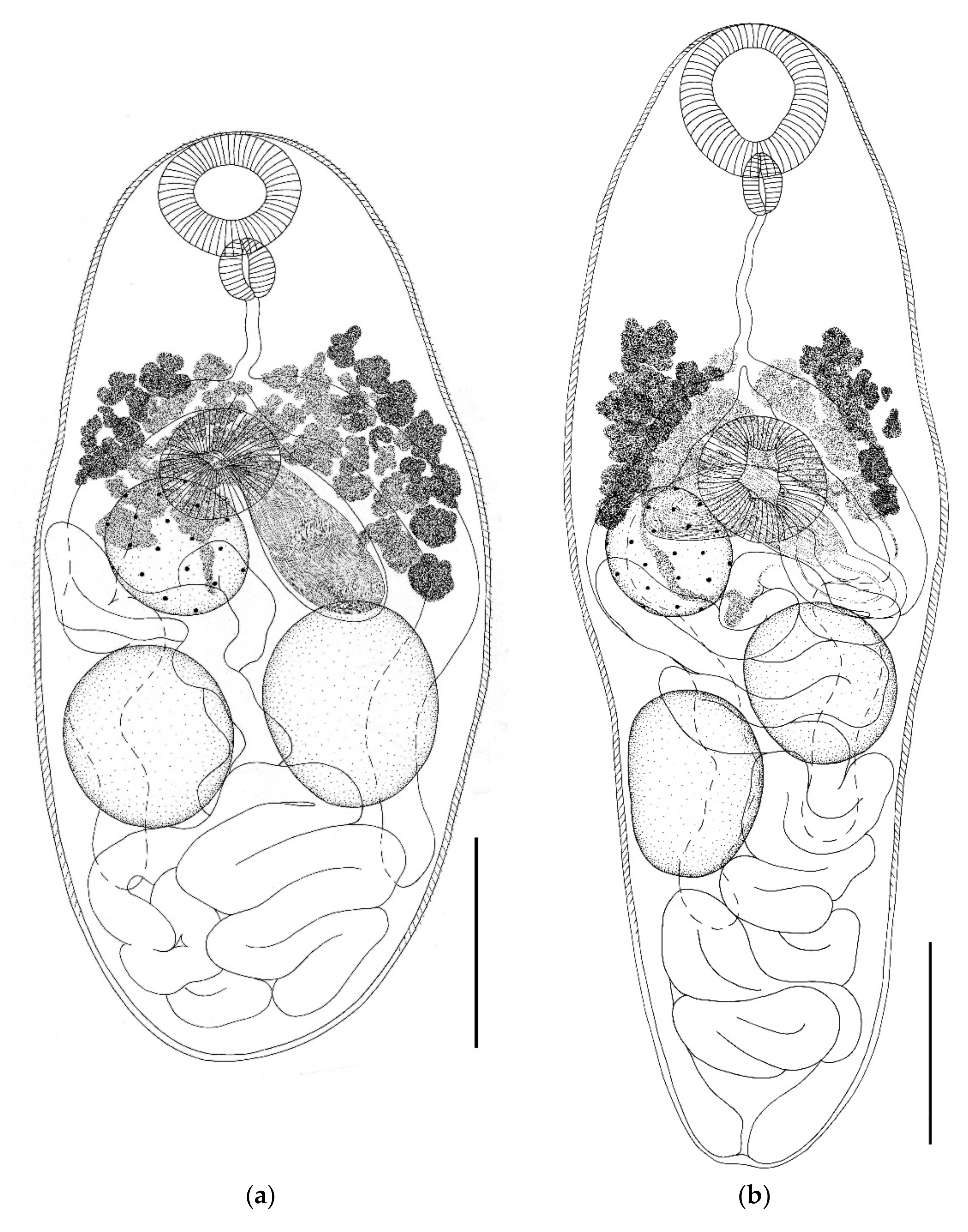 Biology 11 00878 g003a Biology 11 00878 g003a