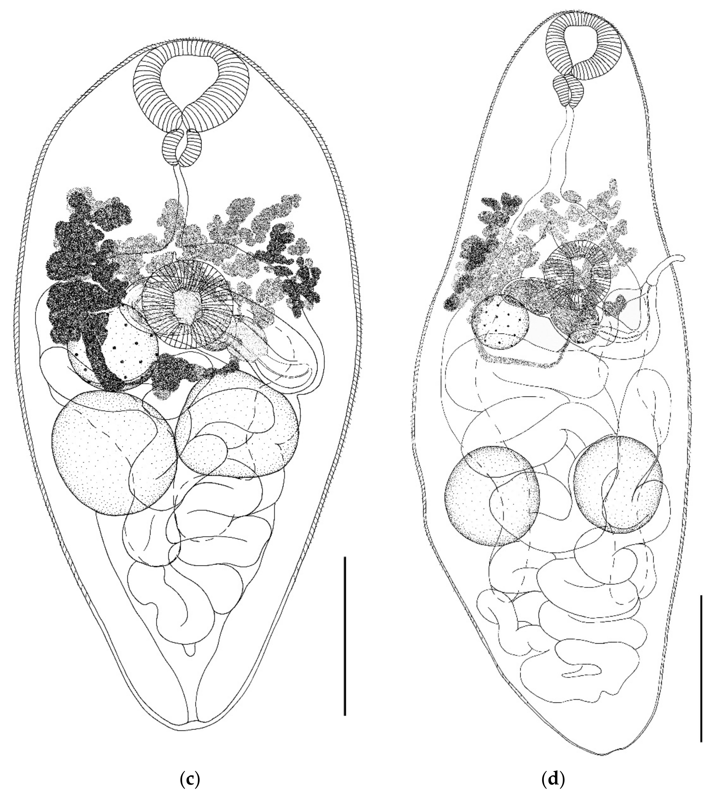 Biology 11 00878 g003b Biology 11 00878 g003b