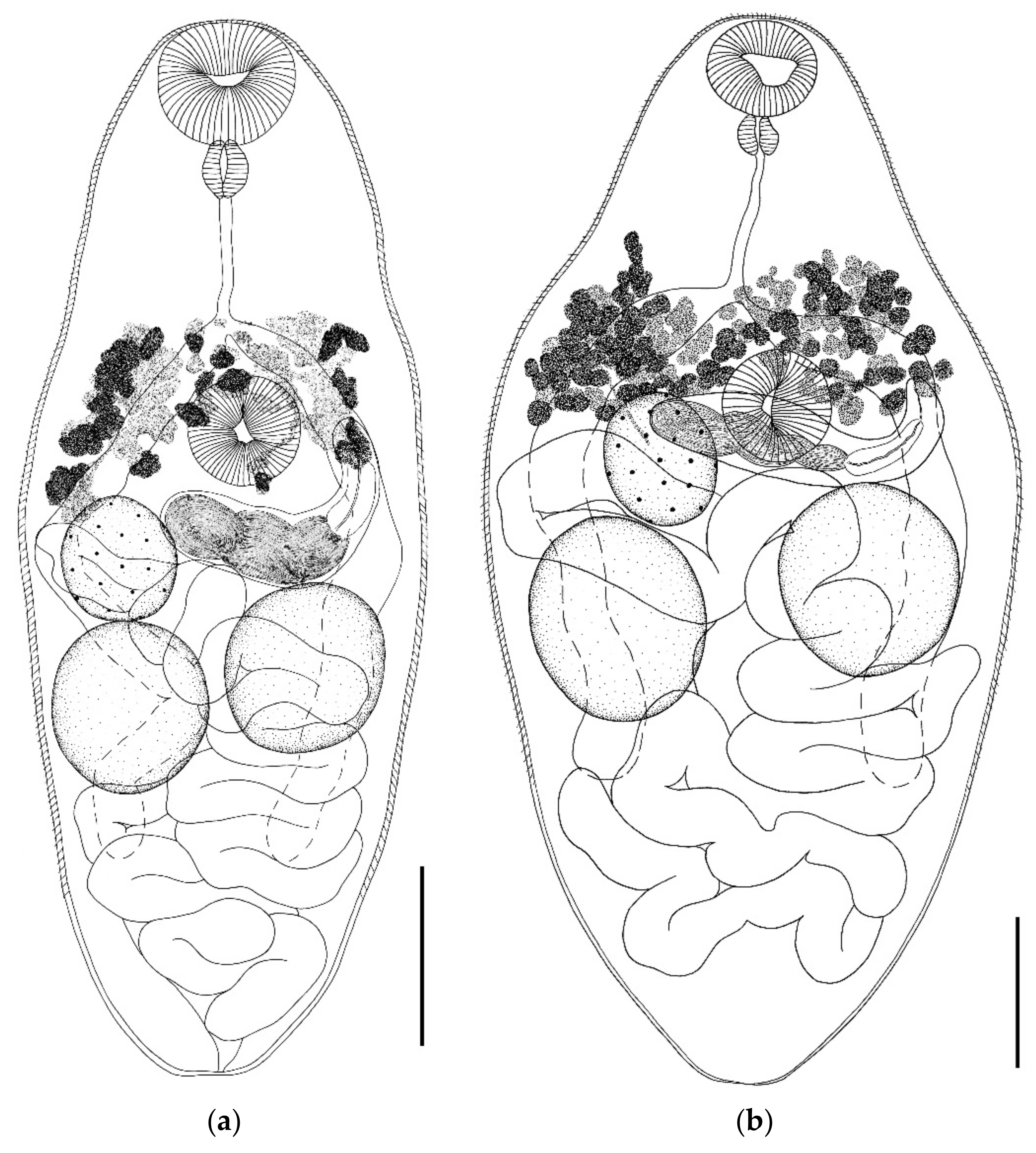 Biology 11 00878 g004a Biology 11 00878 g004a