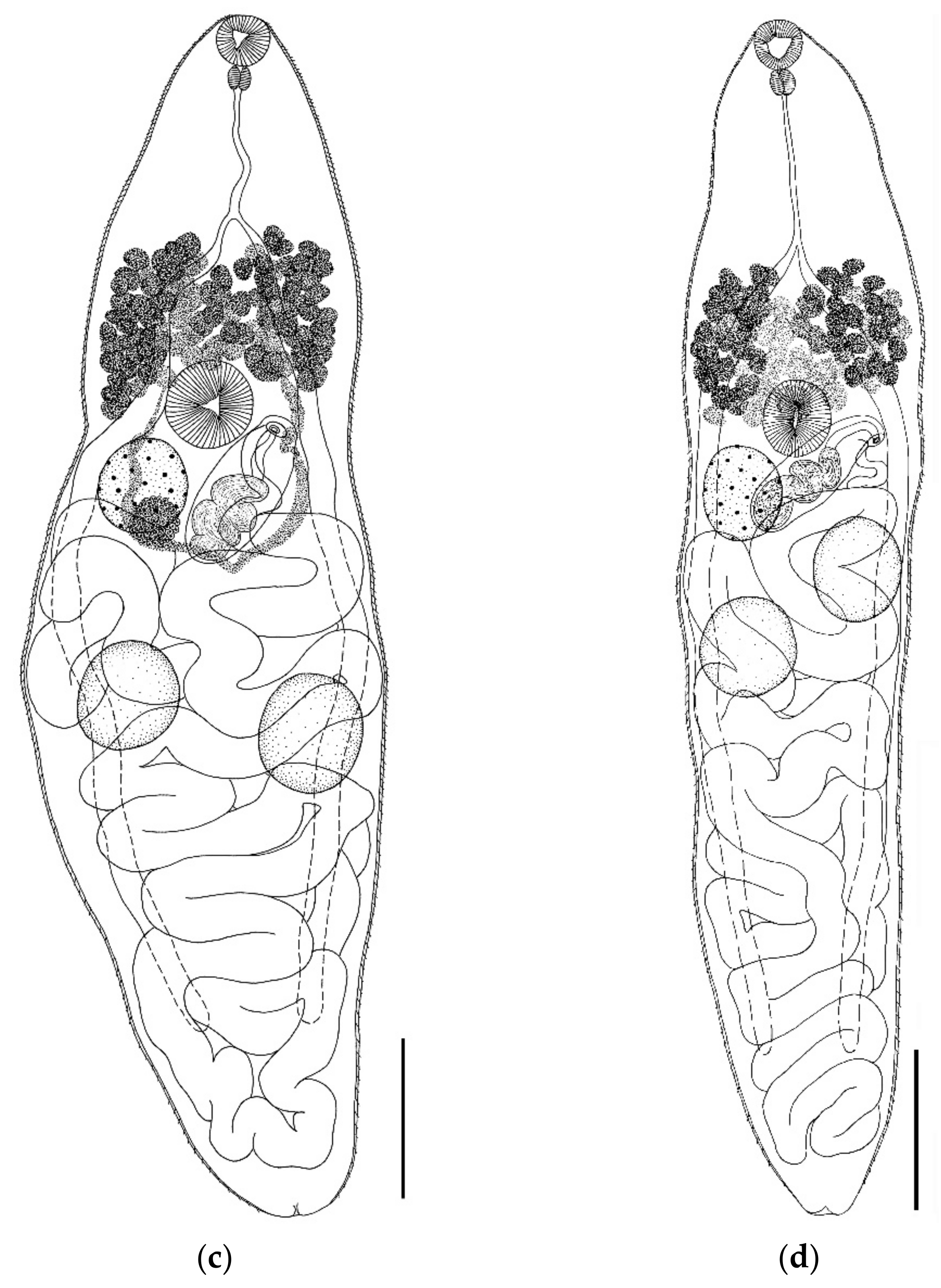 Biology 11 00878 g004b Biology 11 00878 g004b