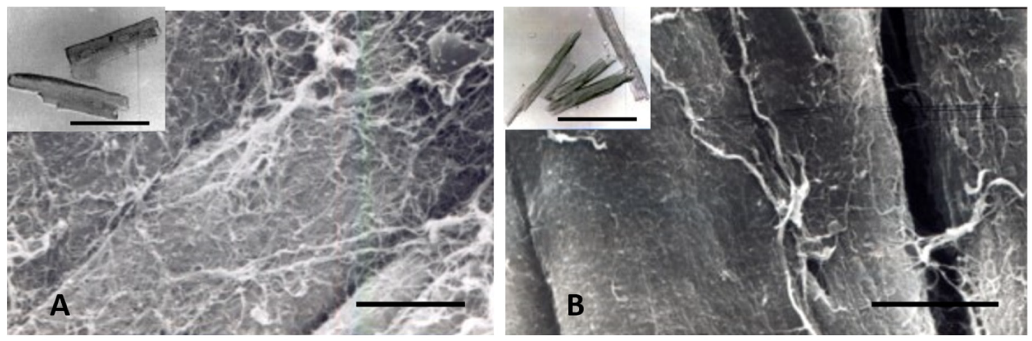 Biology 11 00880 g007