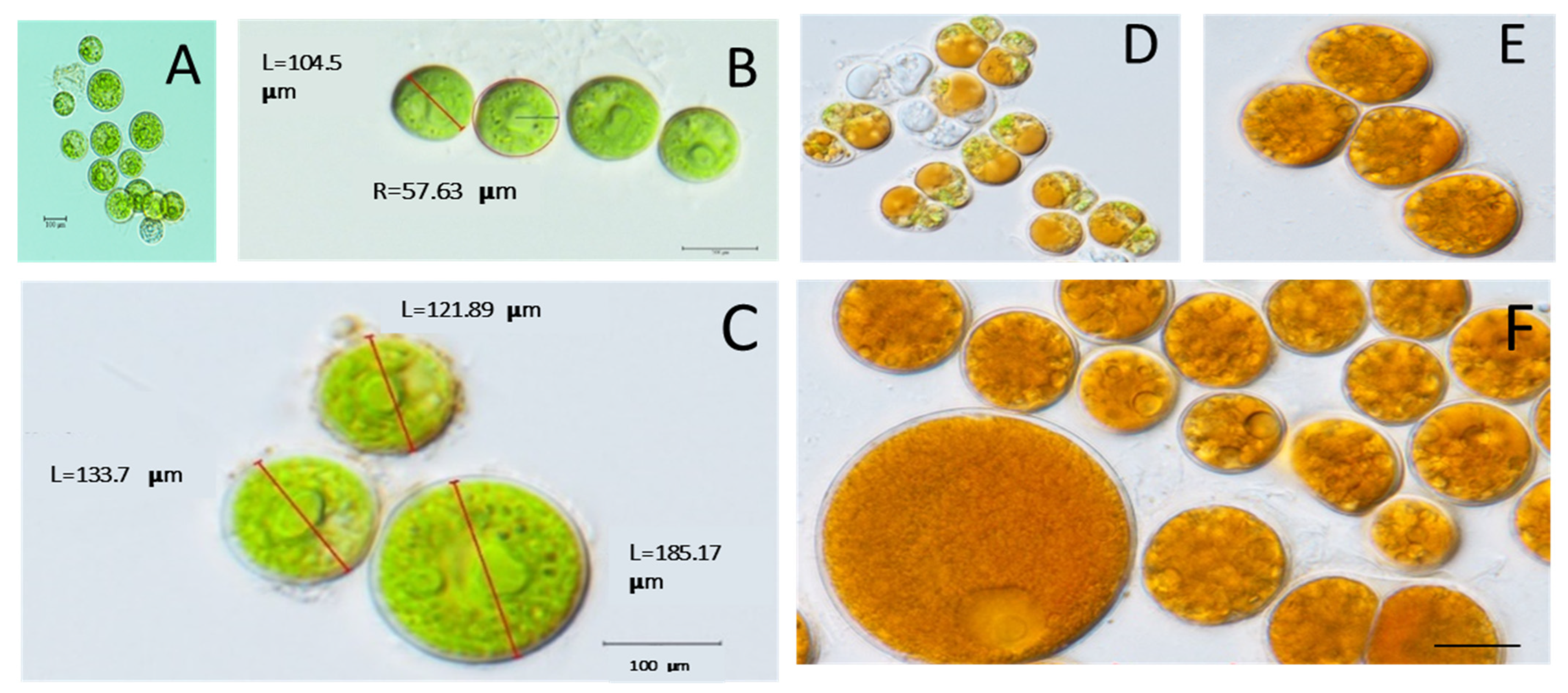 Biology 11 00884 g001