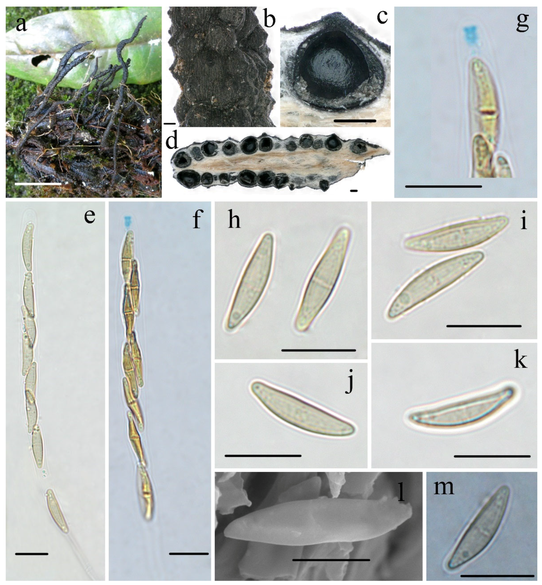 Biology 11 00885 g003 550