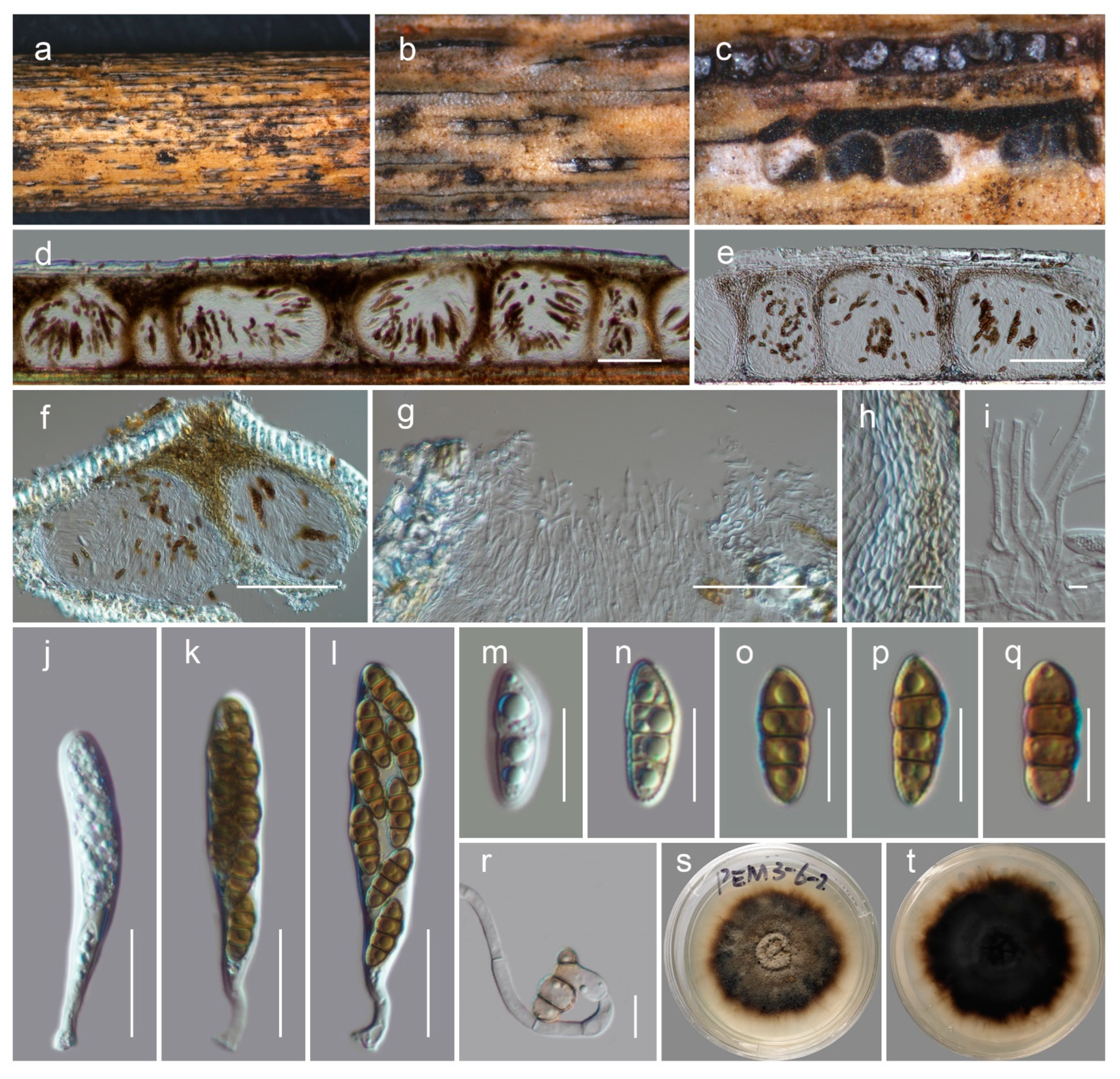 Biology 11 00889 g004 550