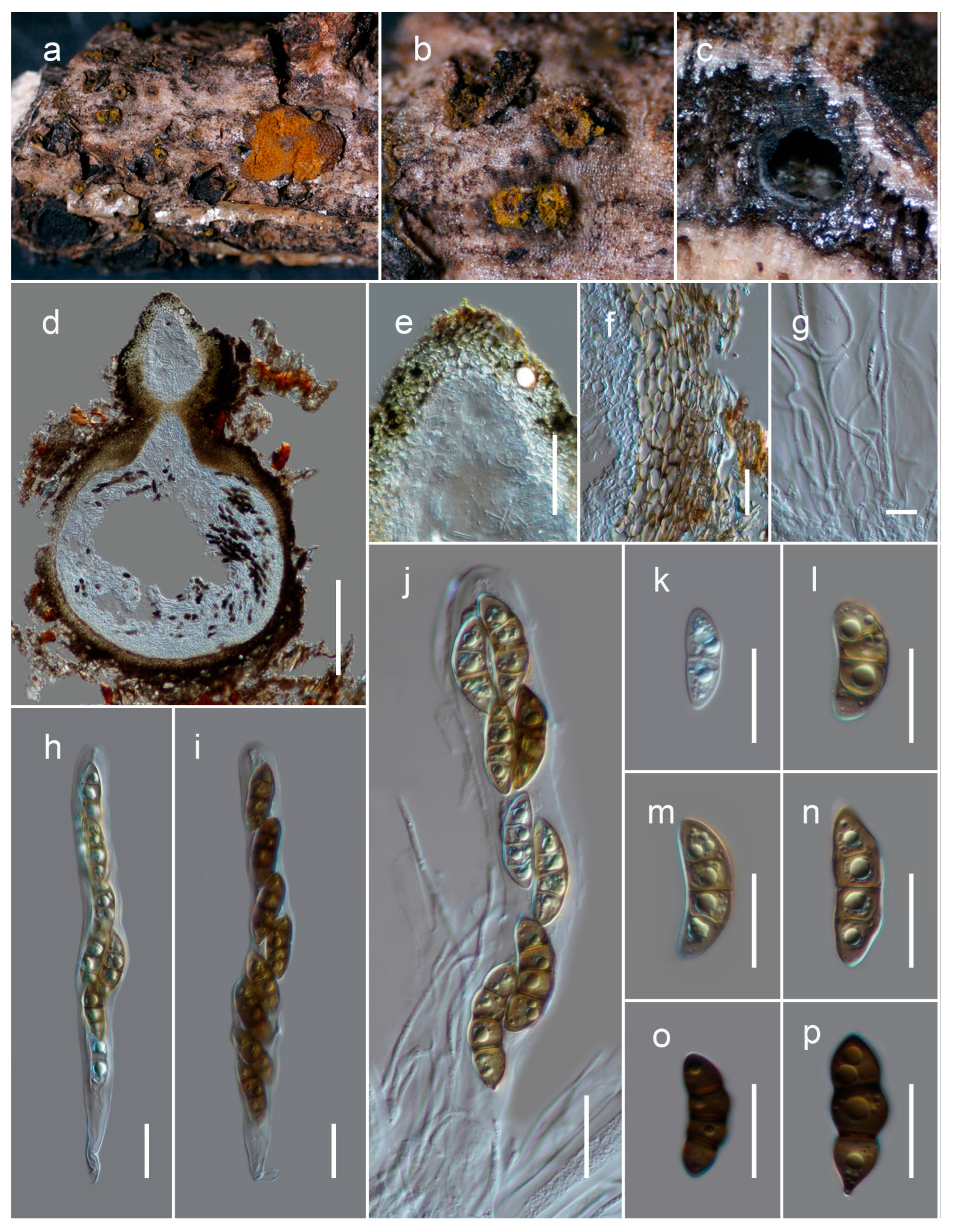 Biology 11 00889 g005 550
