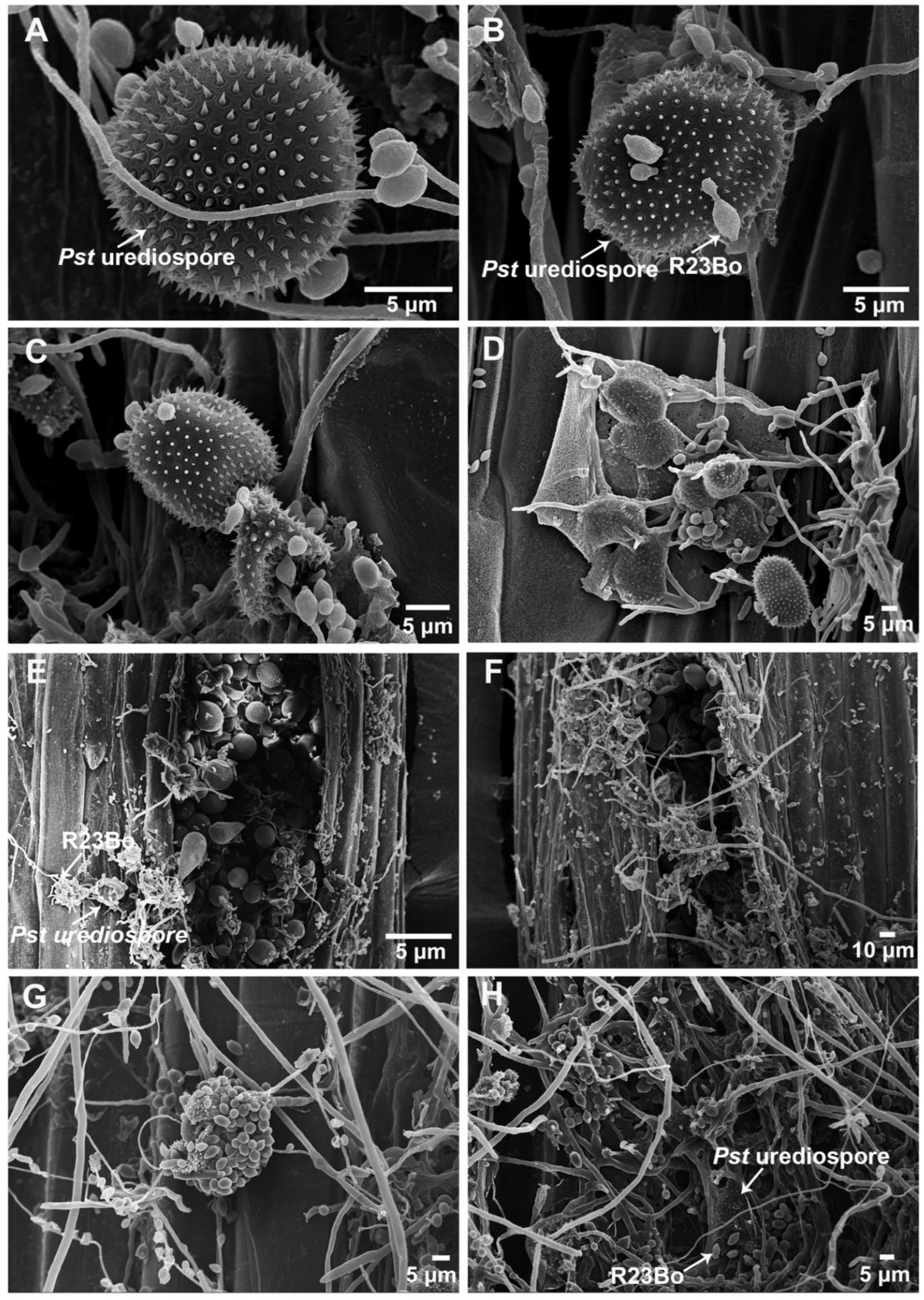 Biology 11 00892 g001