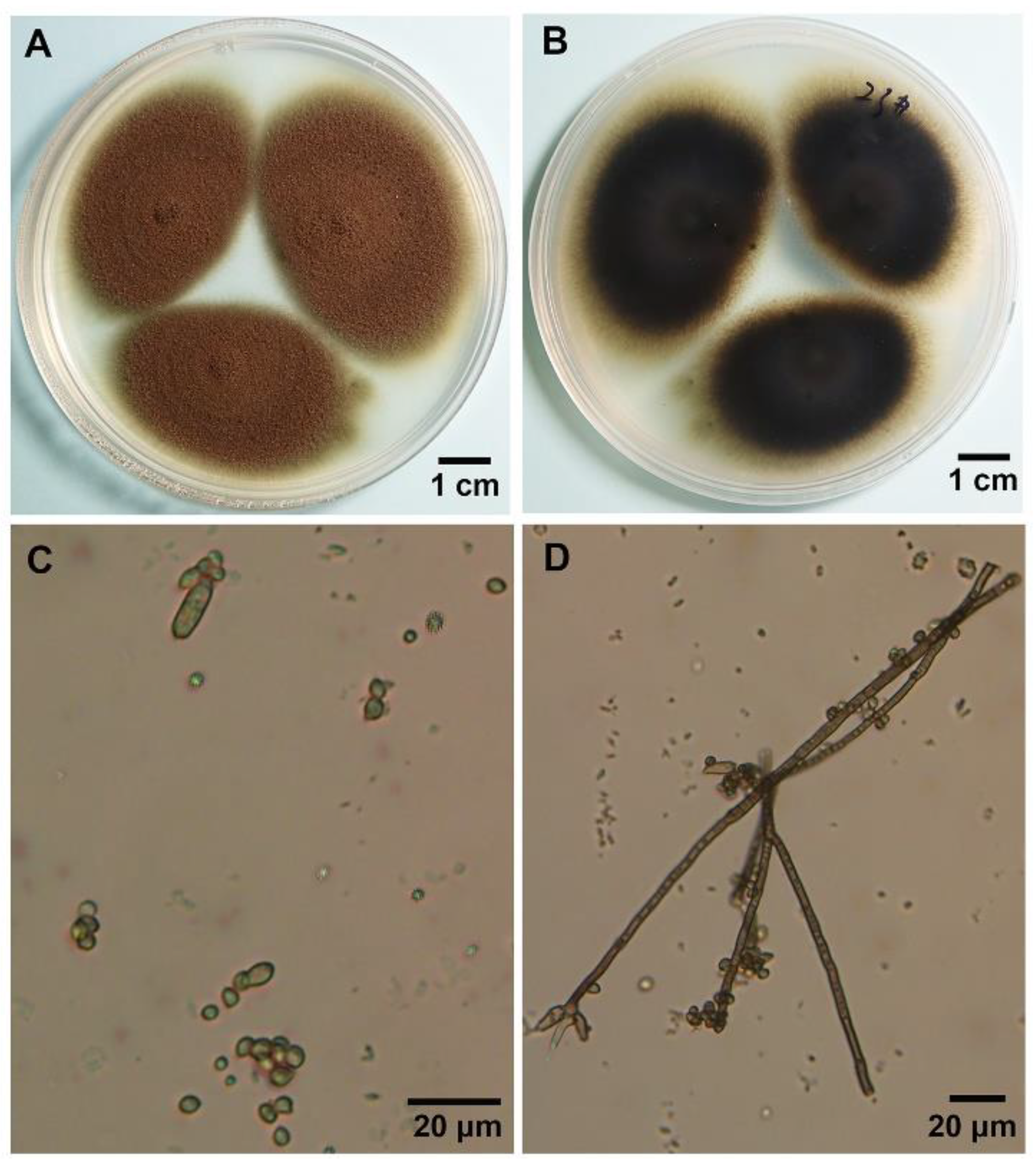 Biology 11 00892 g002