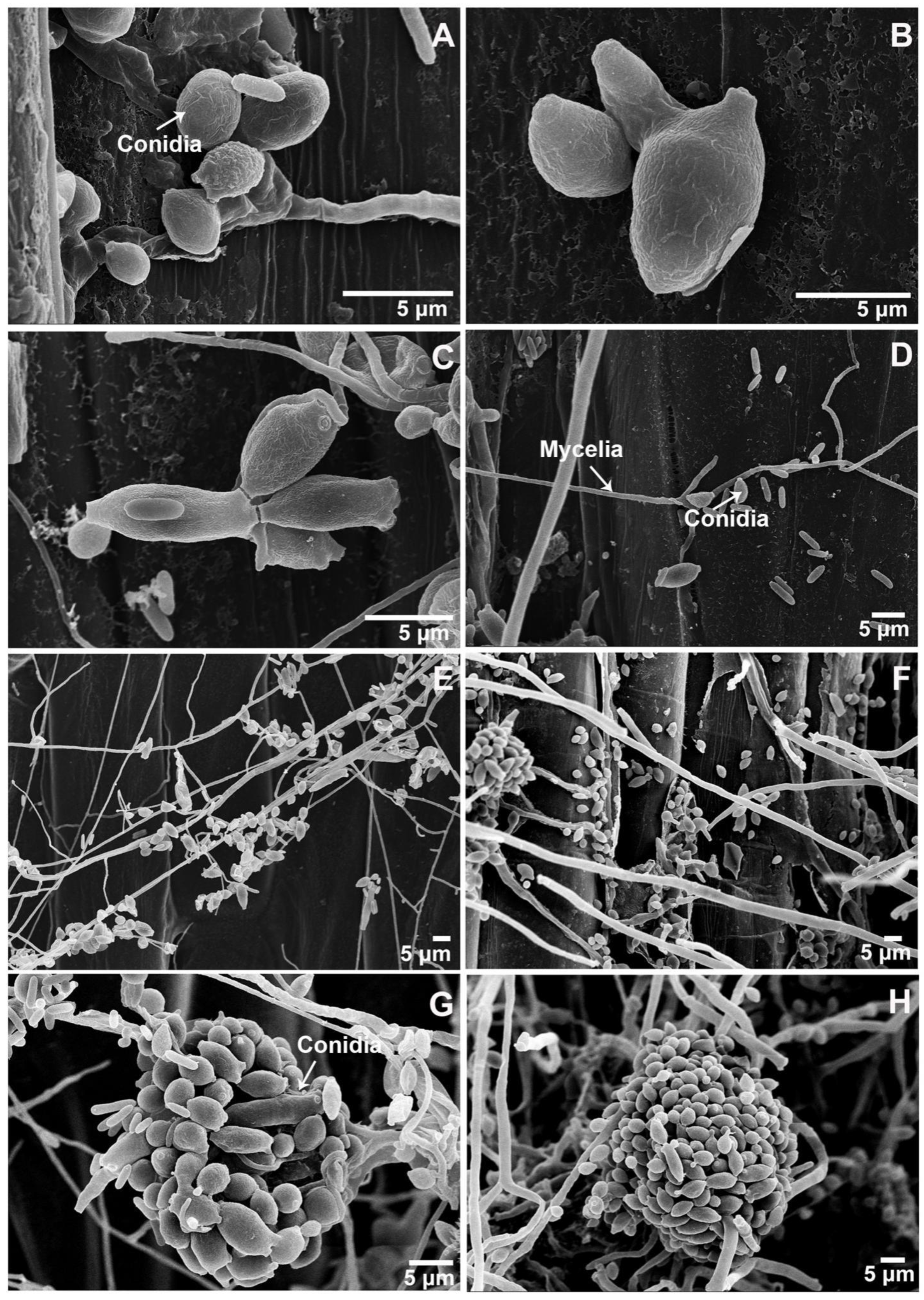 Biology 11 00892 g003