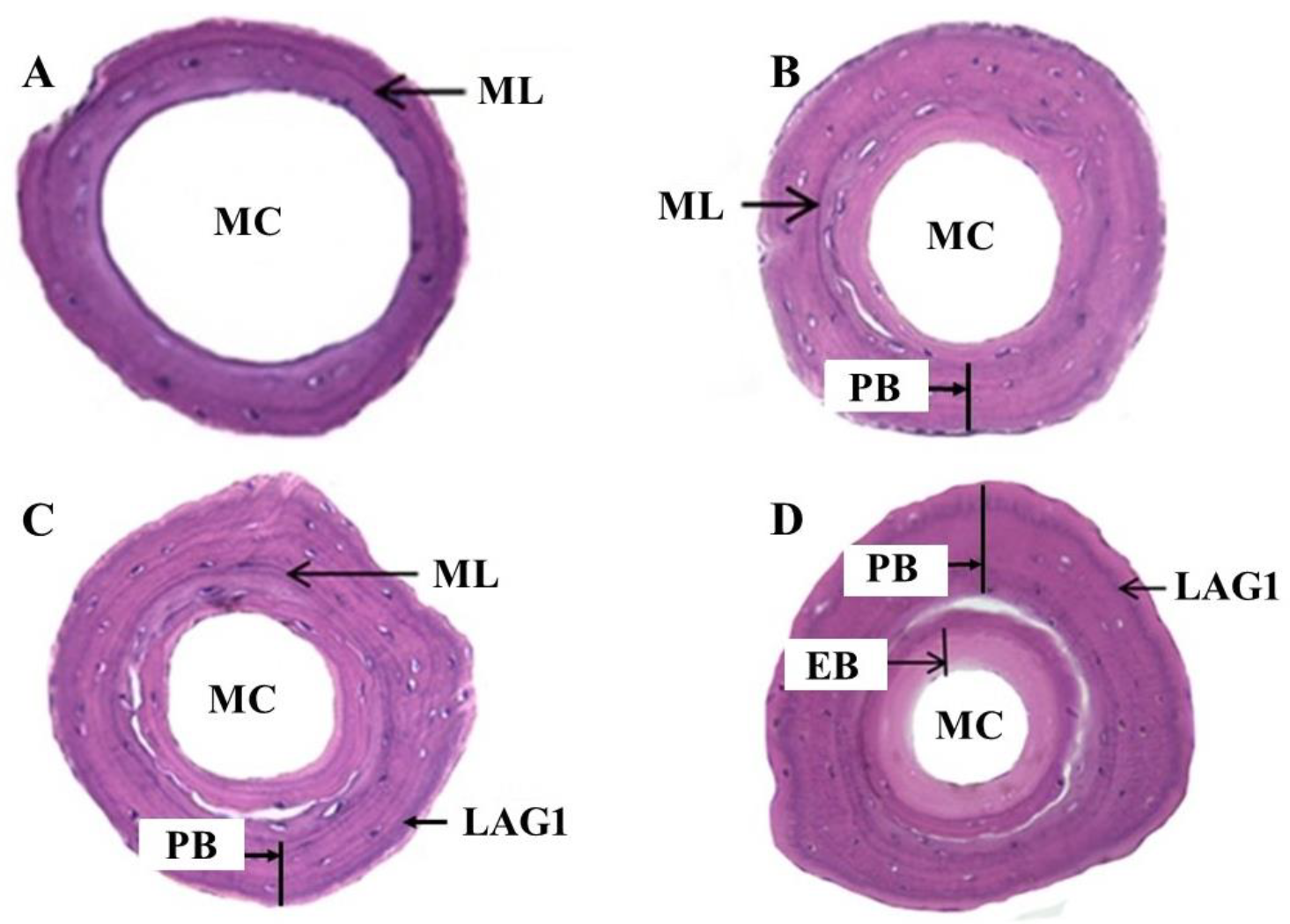 Biology 11 00898 g002 Biology 11 00898 g002
