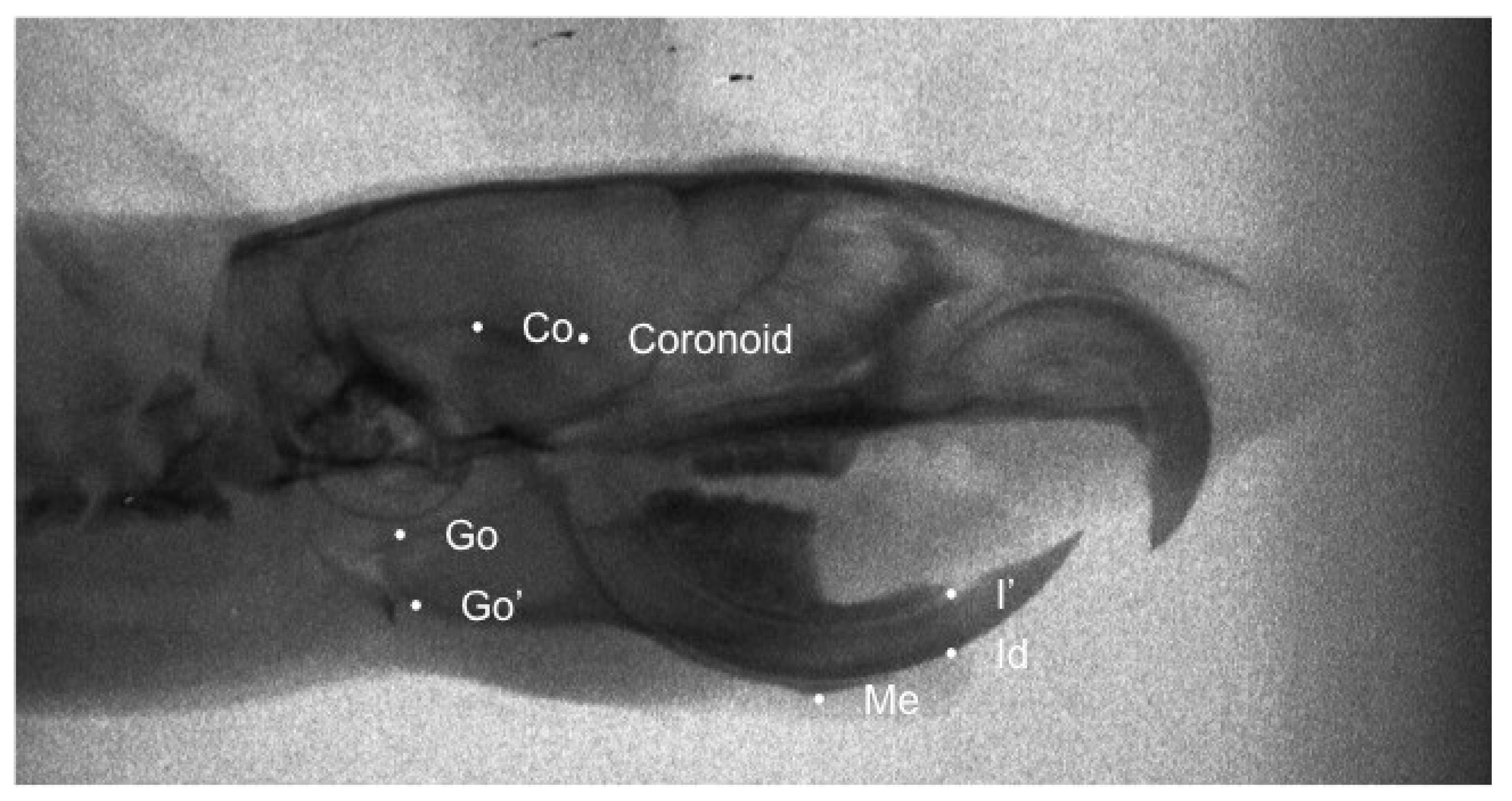 Effect of Diet Consistency on Rat Mandibular Growth: A Geometric  Morphometric and Linear Cephalometric Study