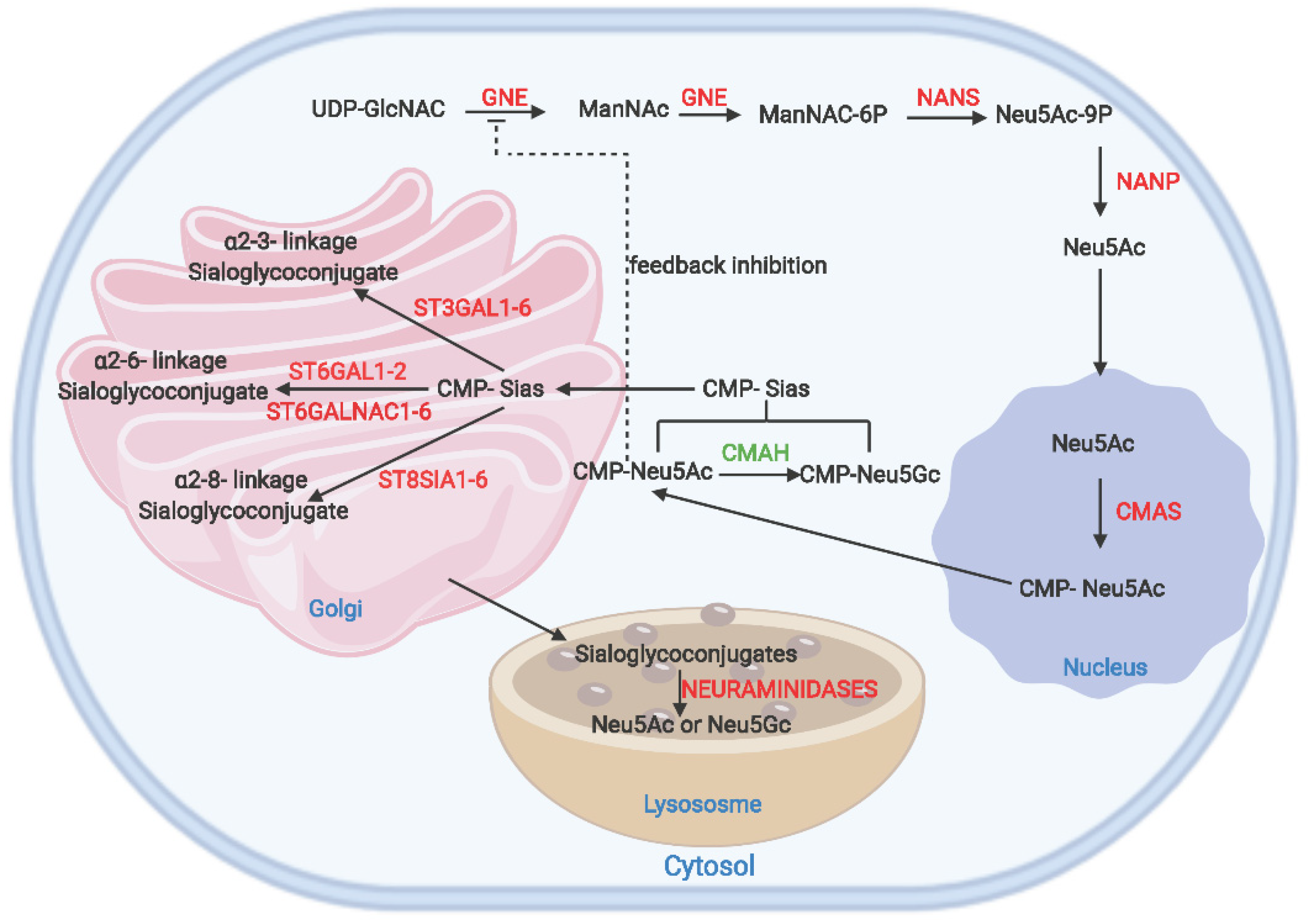 Biology 11 00903 g002 Biology 11 00903 g002