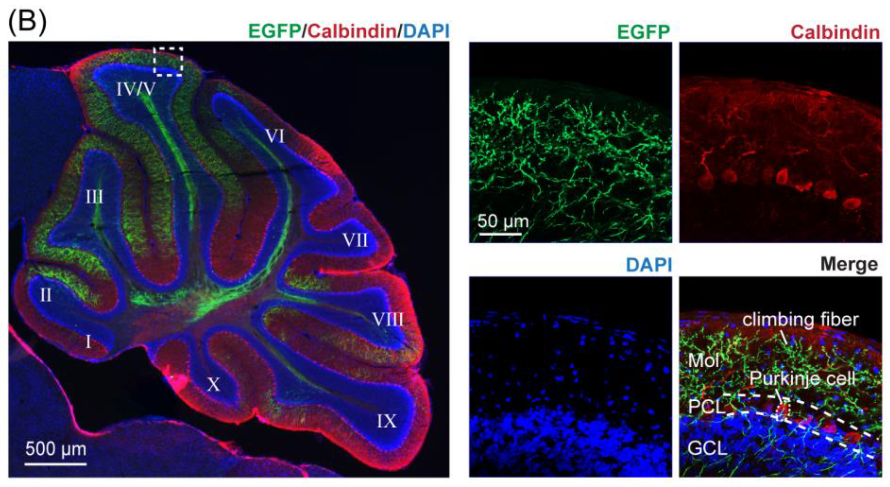 Biology 11 00907 g003b
