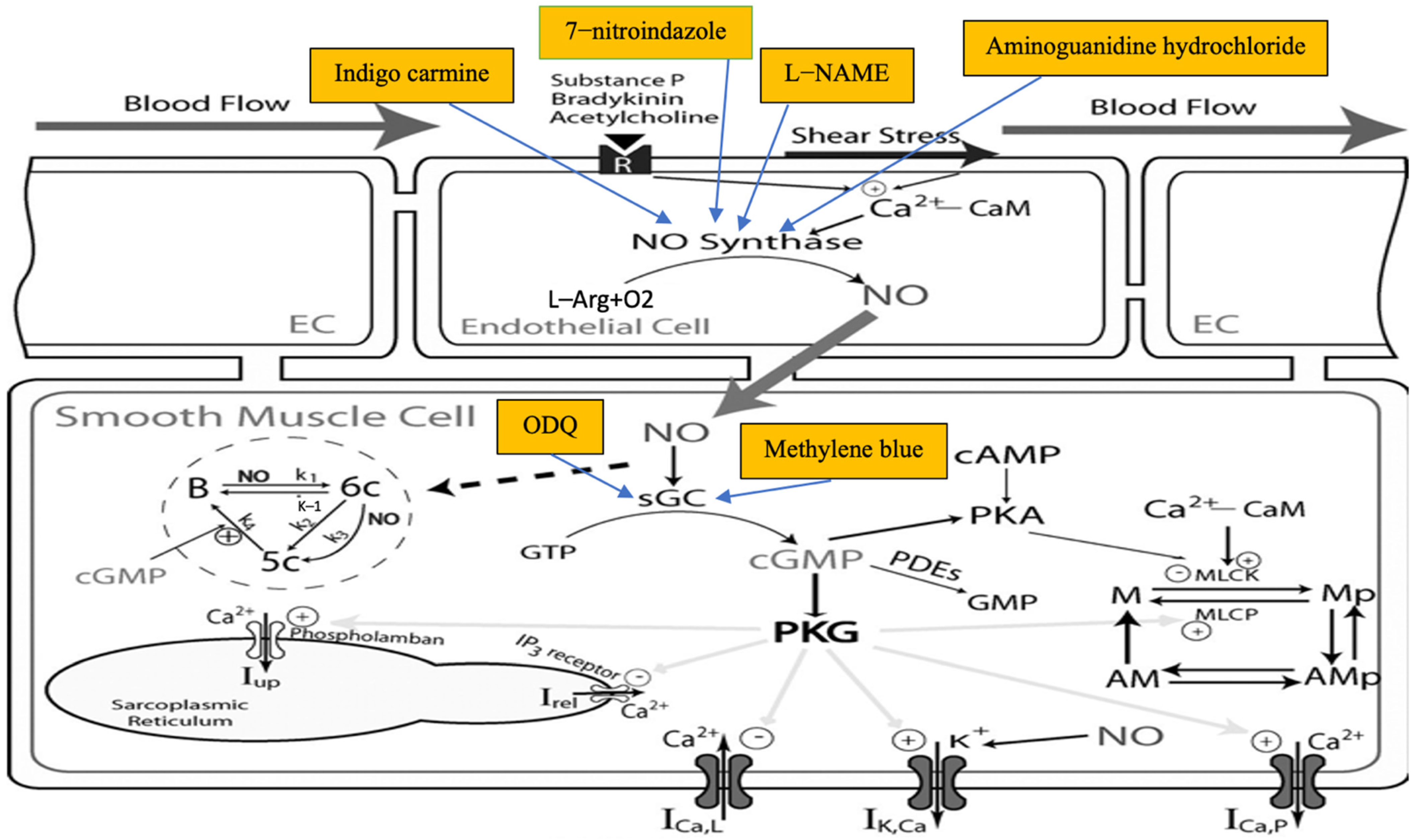 Biology 11 00919 g005
