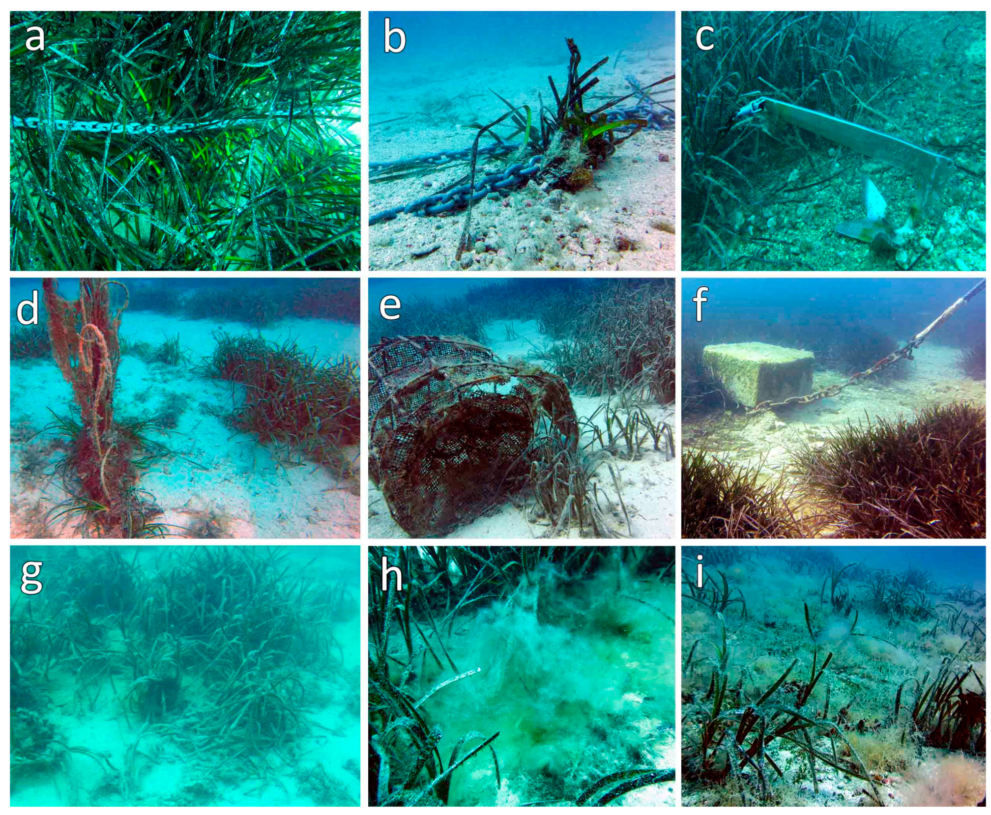 Biology 11 00923 g006 Biology 11 00923 g006