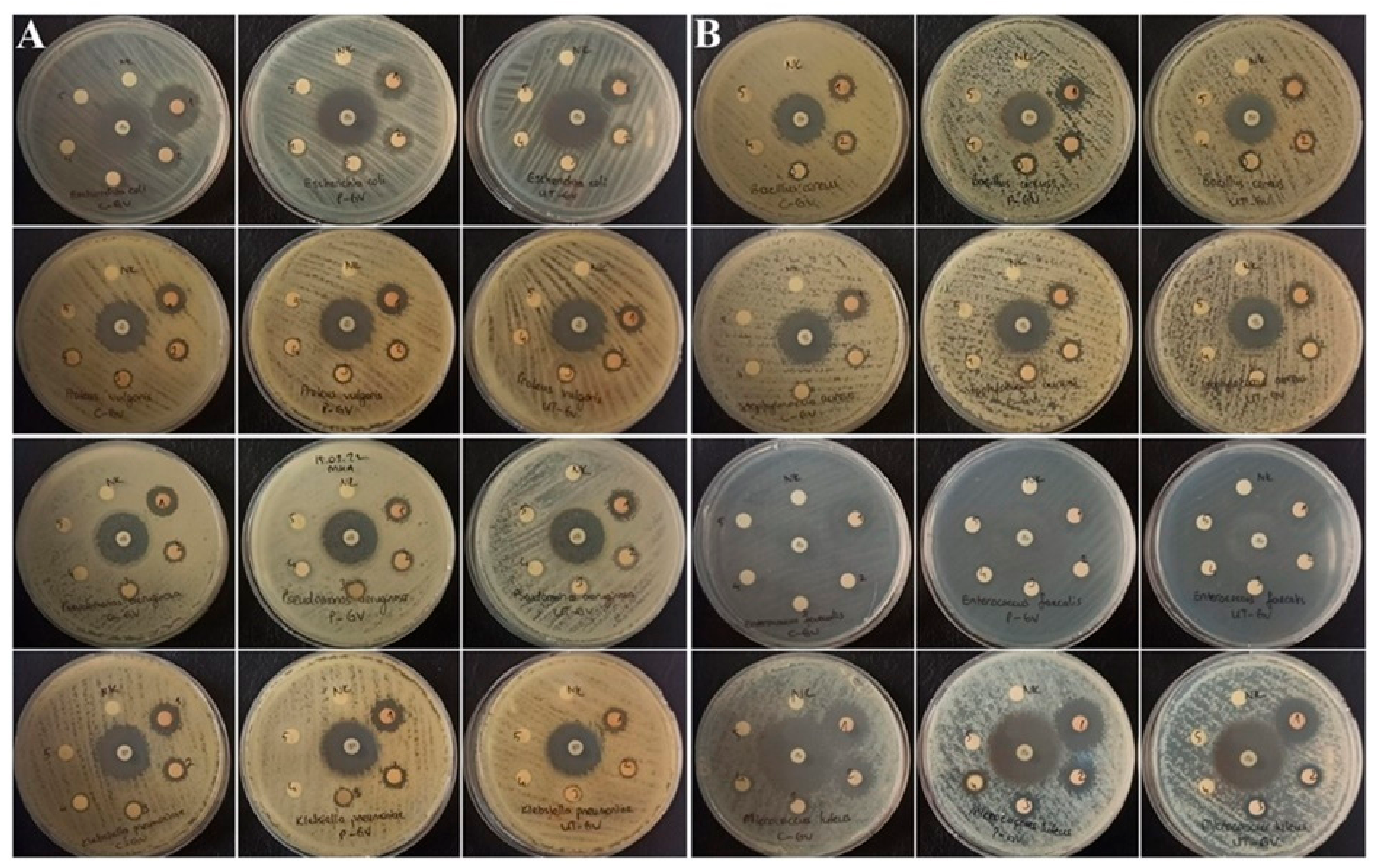 Biology 11 00926 g002