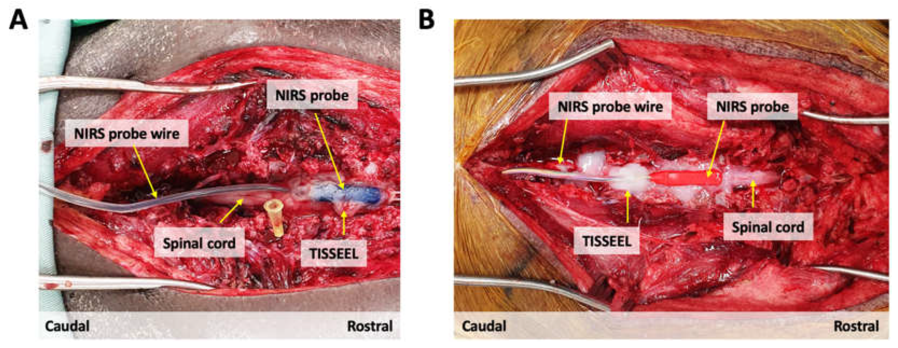 Biology 11 00932 g004 Biology 11 00932 g004