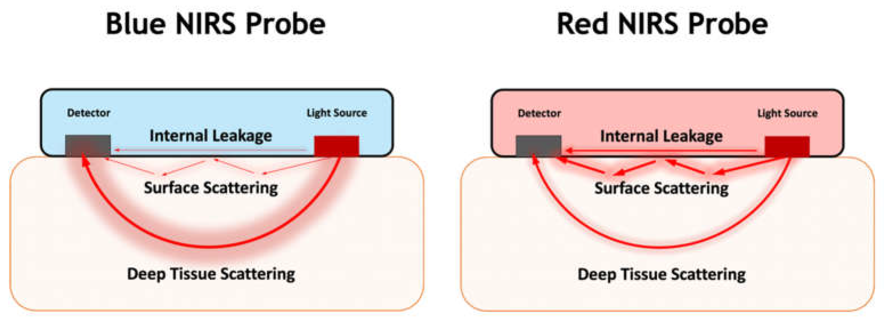 Biology 11 00932 g008 Biology 11 00932 g008