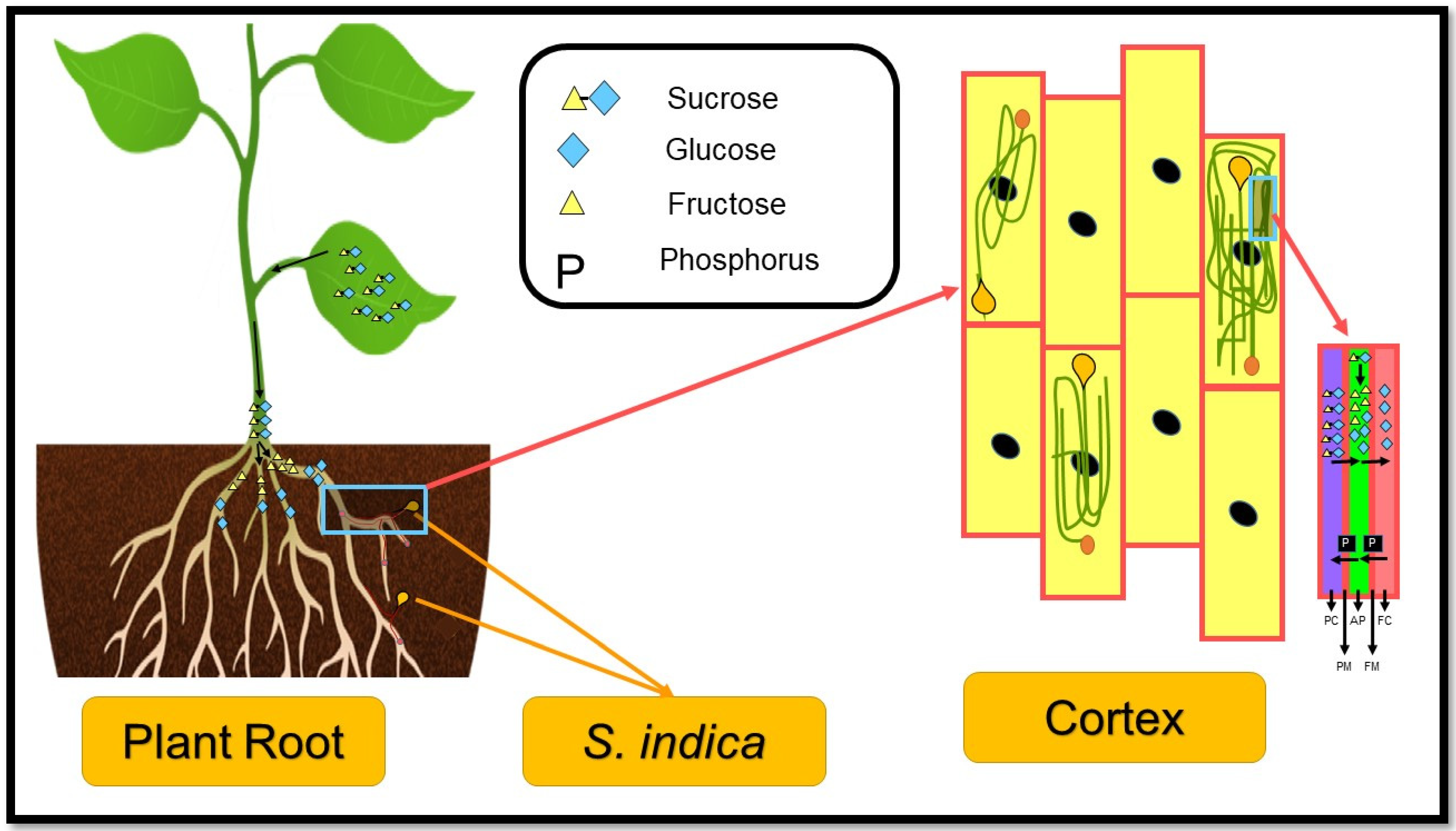 Biology 11 00952 g001