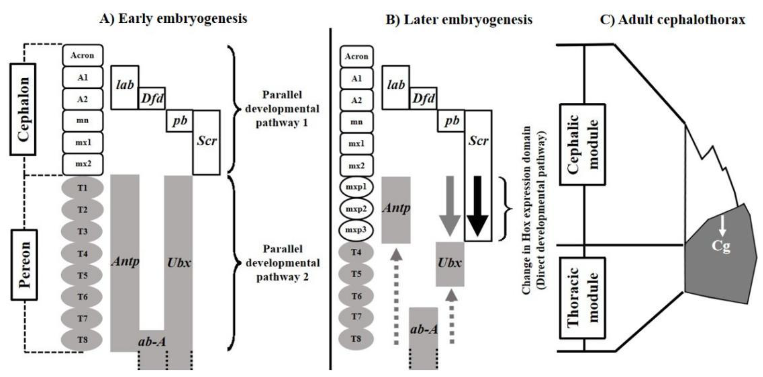 Biology 11 00958 g001 550
