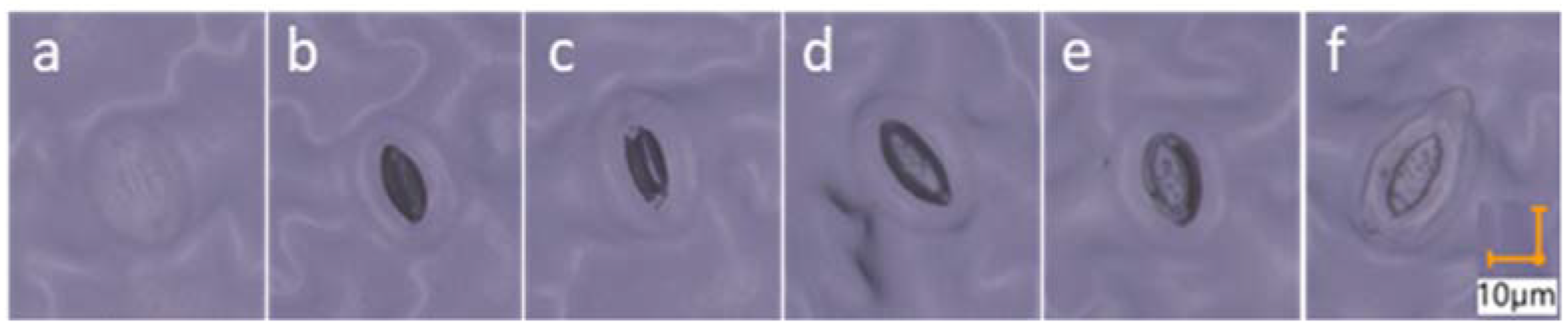 Biology 11 00959 g002 Biology 11 00959 g002
