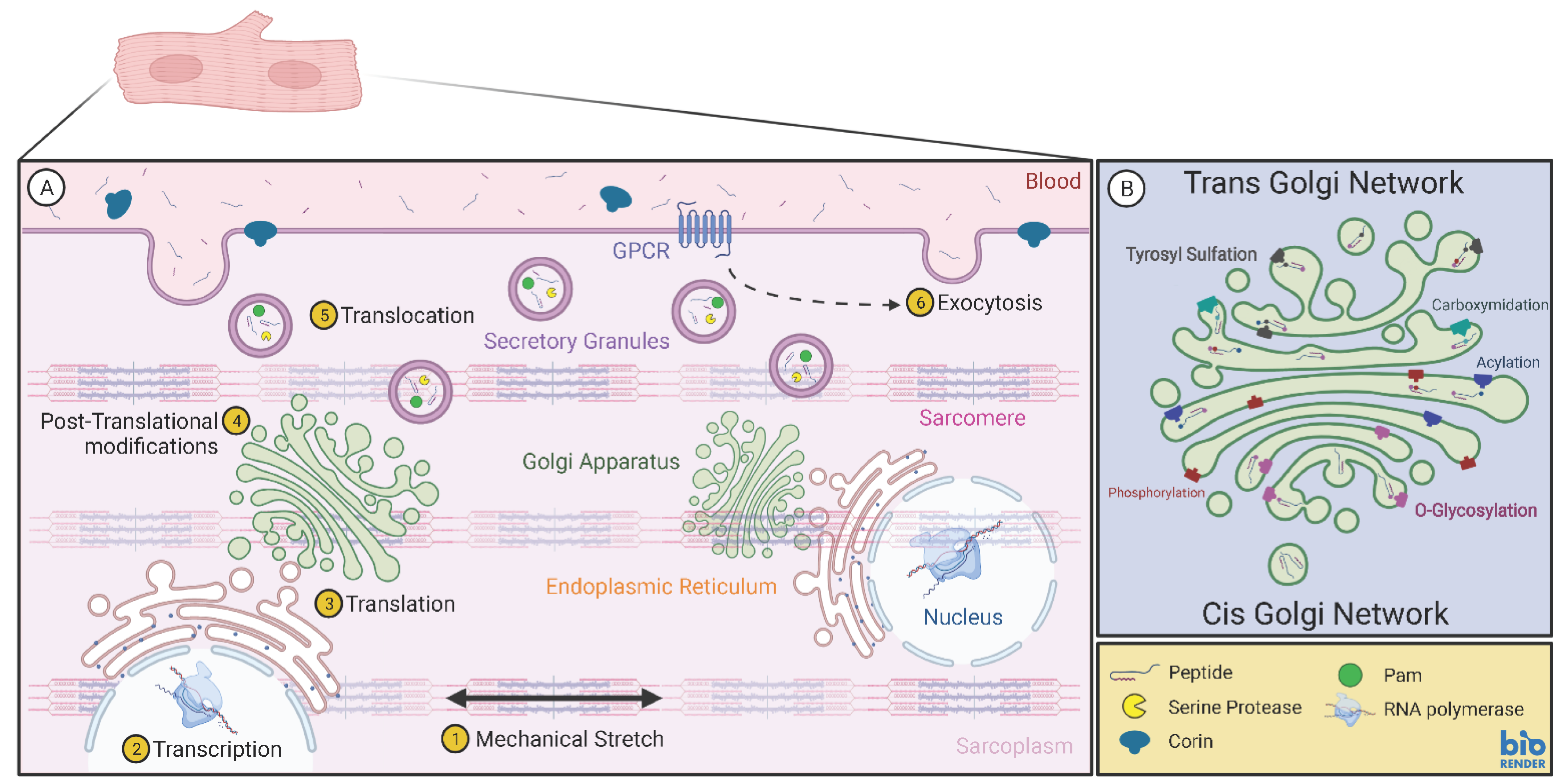 Biology 11 00971 g003