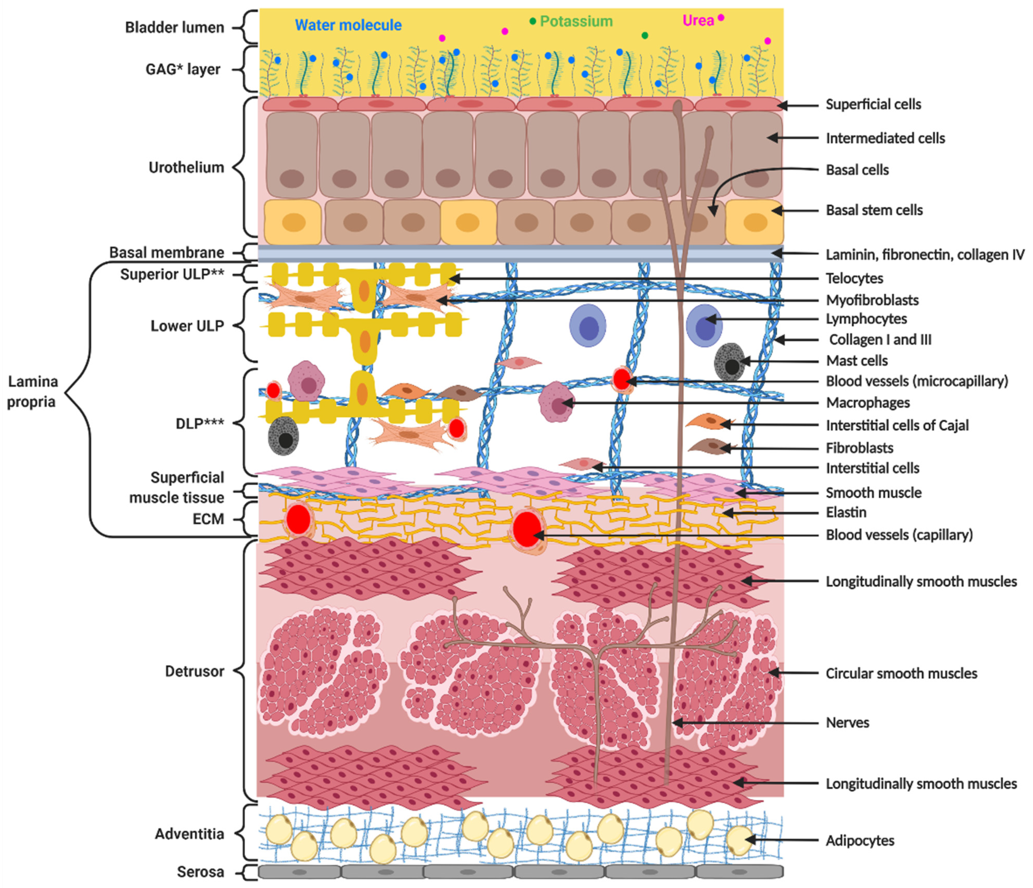 Biology 11 00972 g001