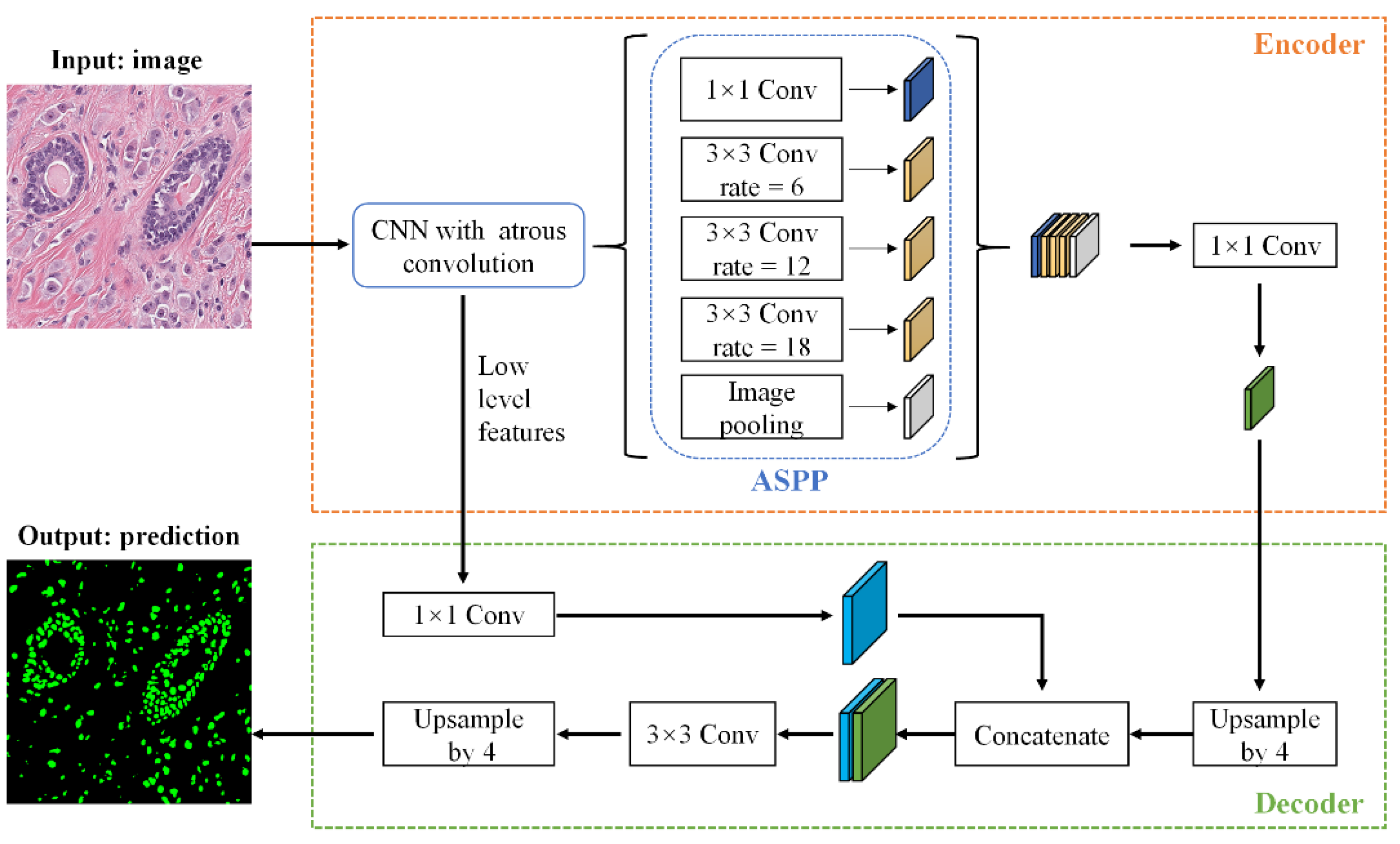 Biology 11 00982 g001 550