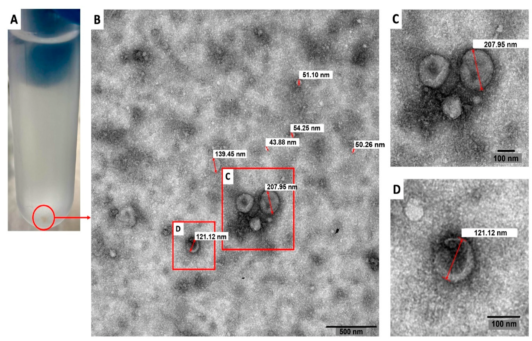Biology 11 00983 g001