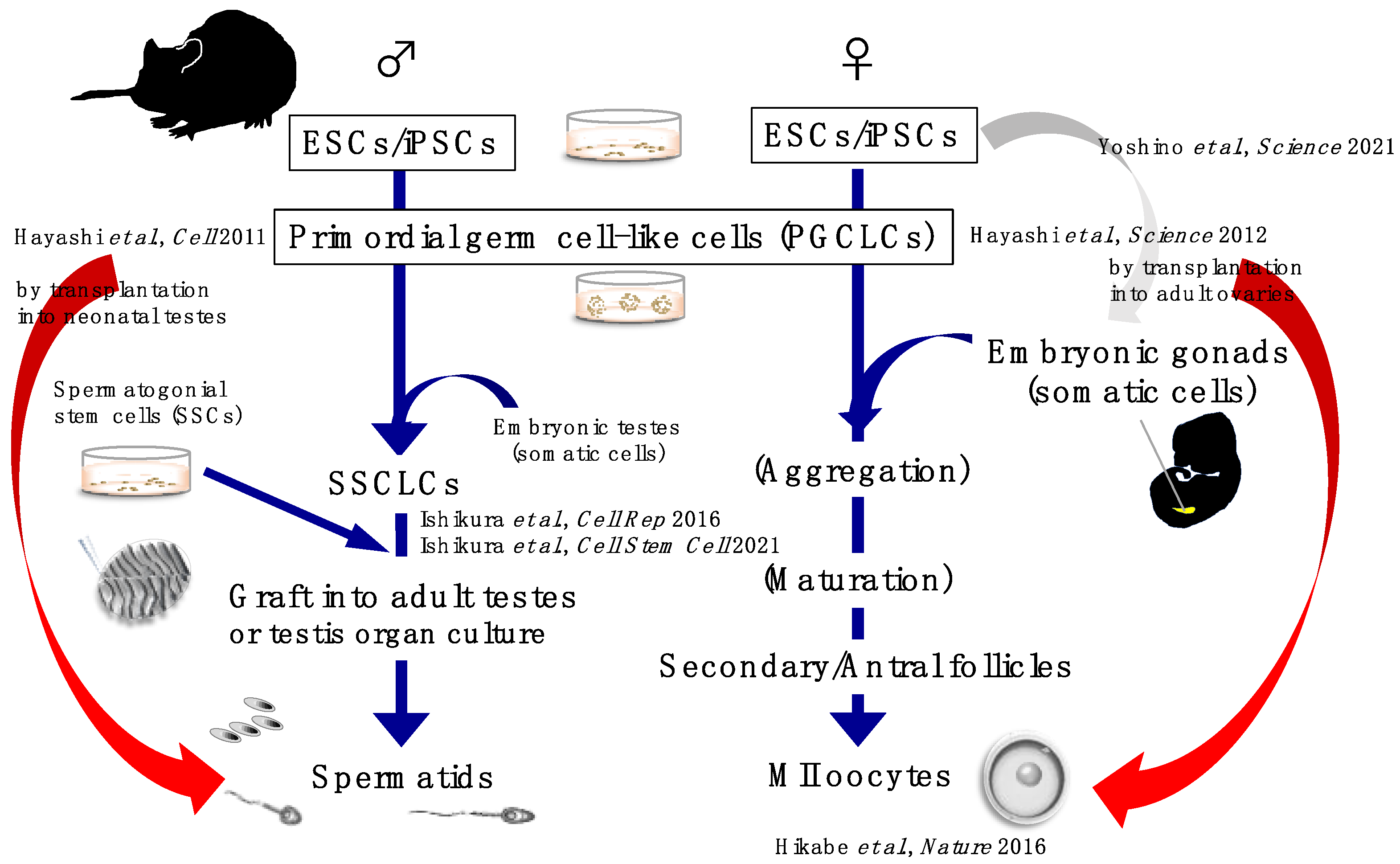 RIKEN team gives up on STAP cells, Science