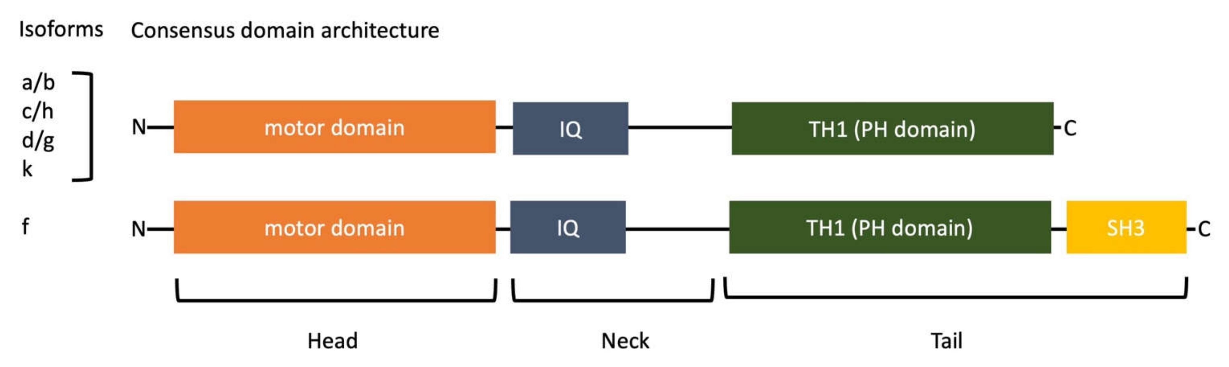 Biology 11 00989 g001