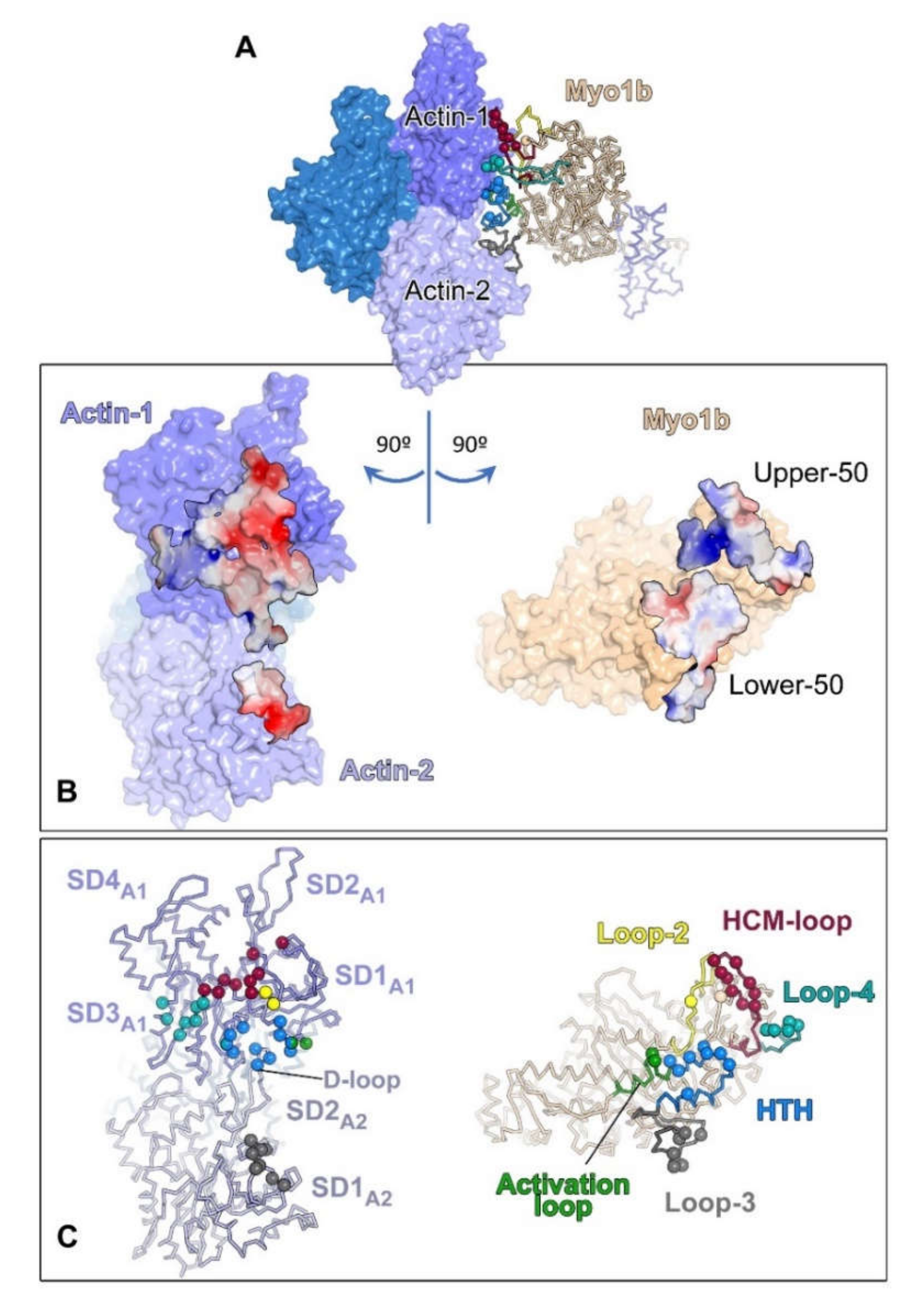 Biology 11 00989 g002