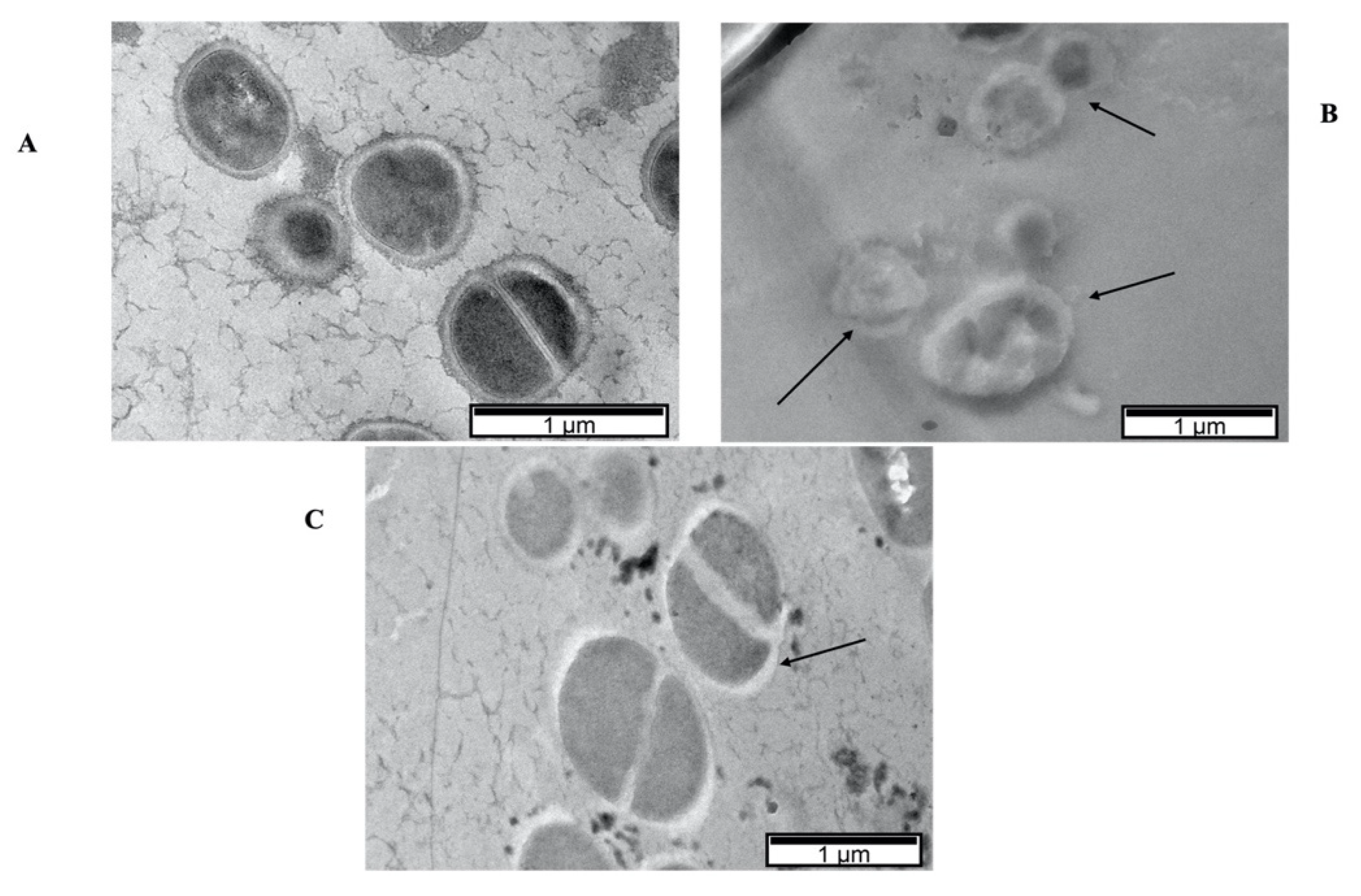 Biology 11 00994 g006 550