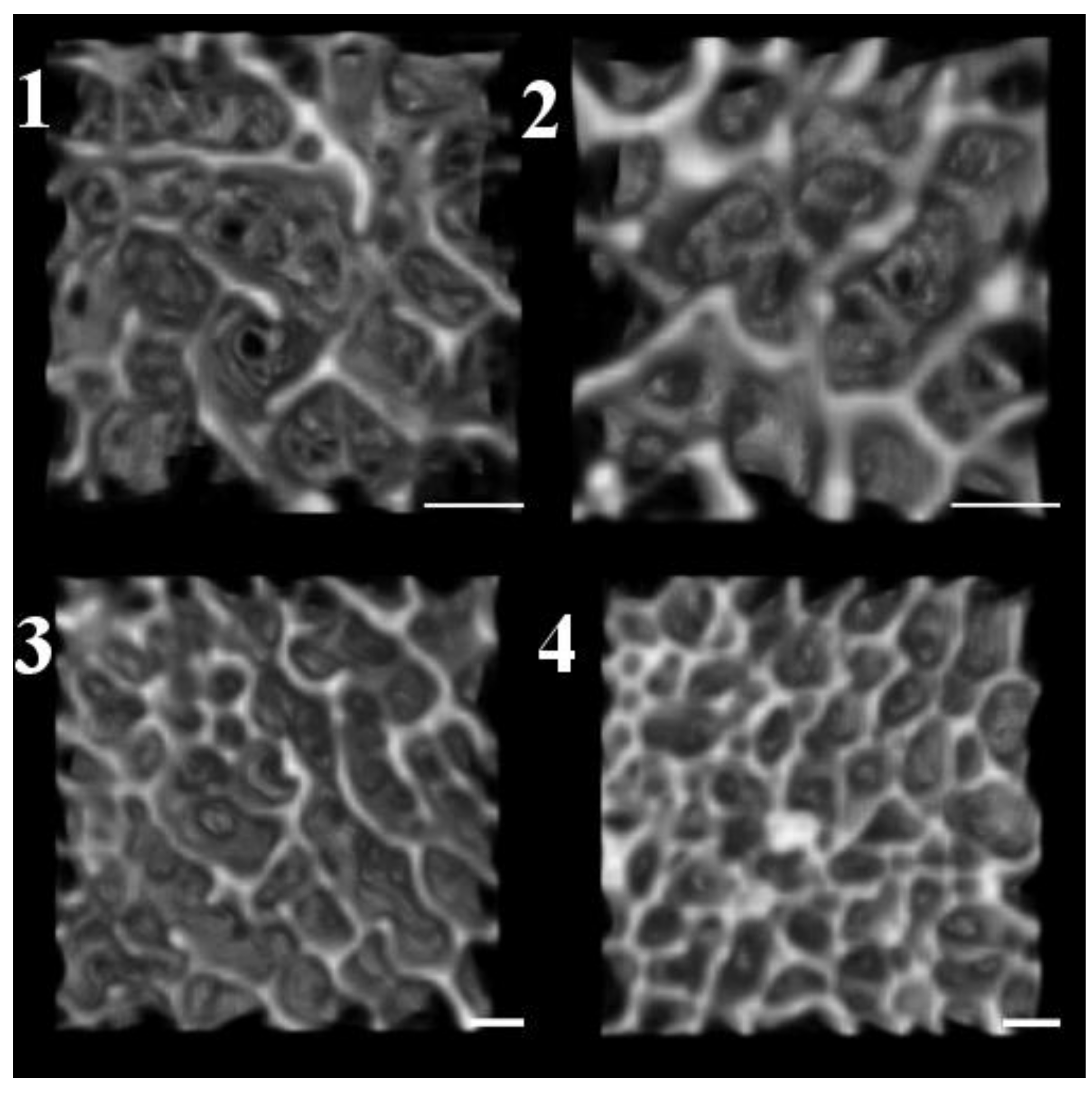 Biology 11 01002 g004