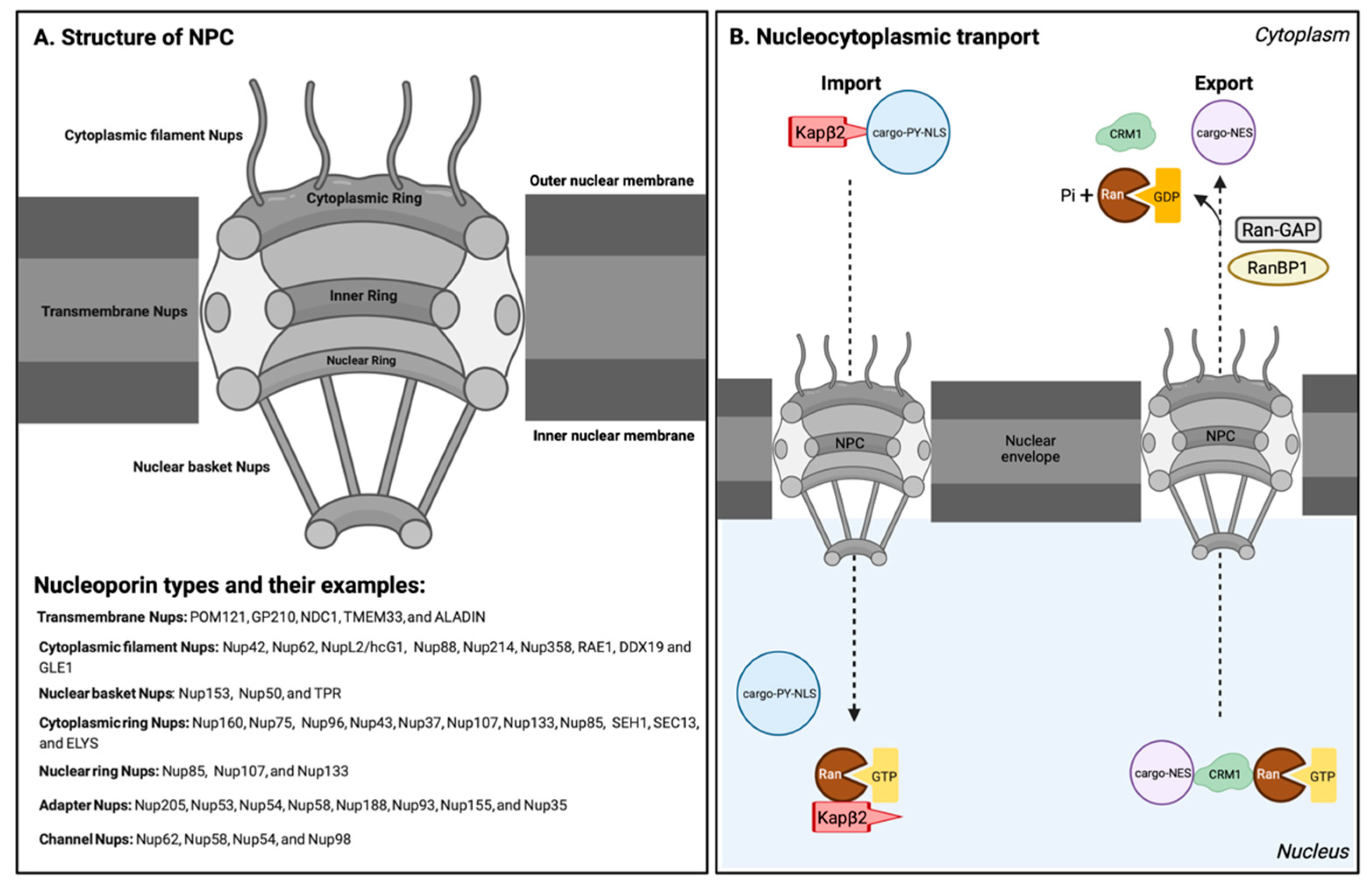 Biology 11 01009 g001 Biology 11 01009 g001