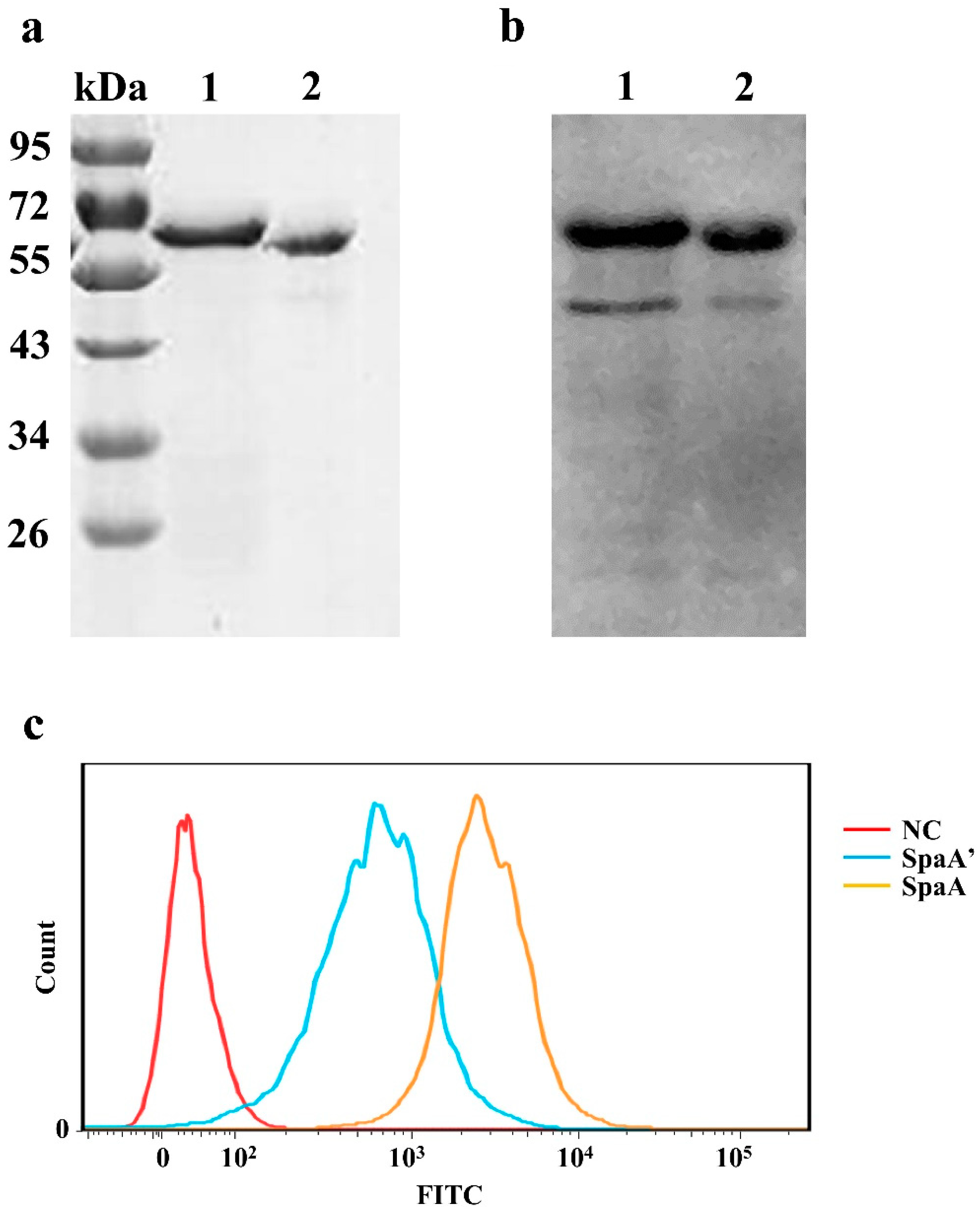 Biology 11 01010 g005 Biology 11 01010 g005