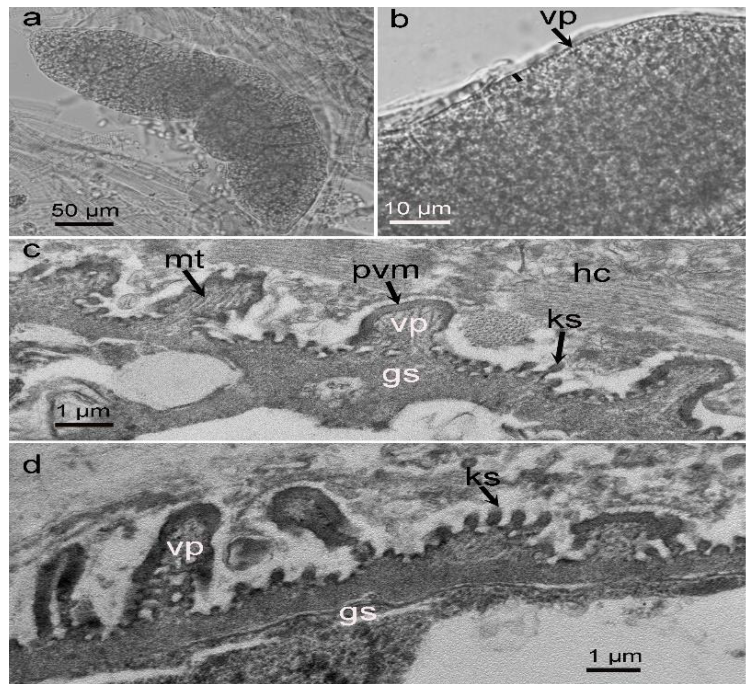 Biology 11 01016 g001 550