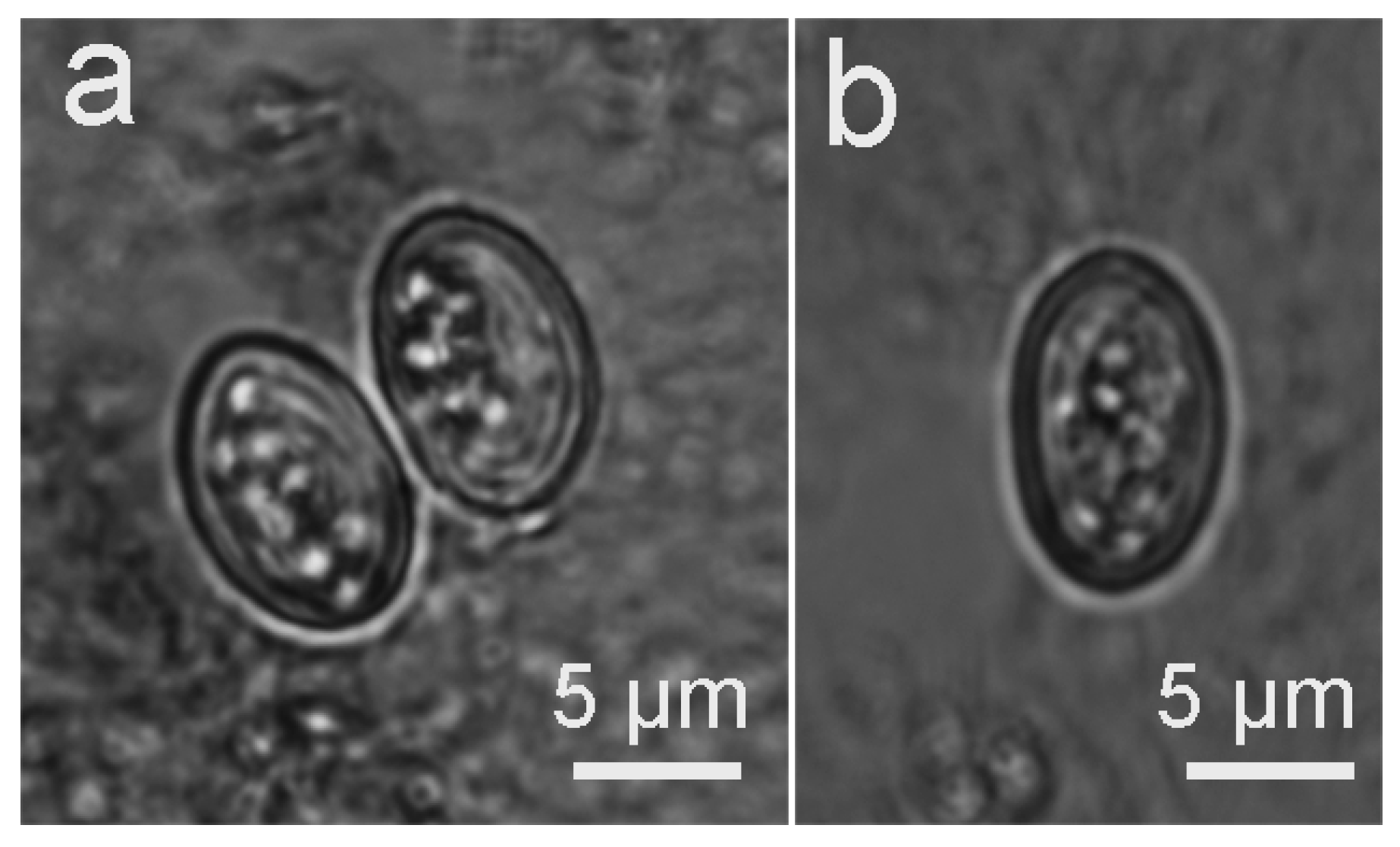 Biology 11 01016 g002 550