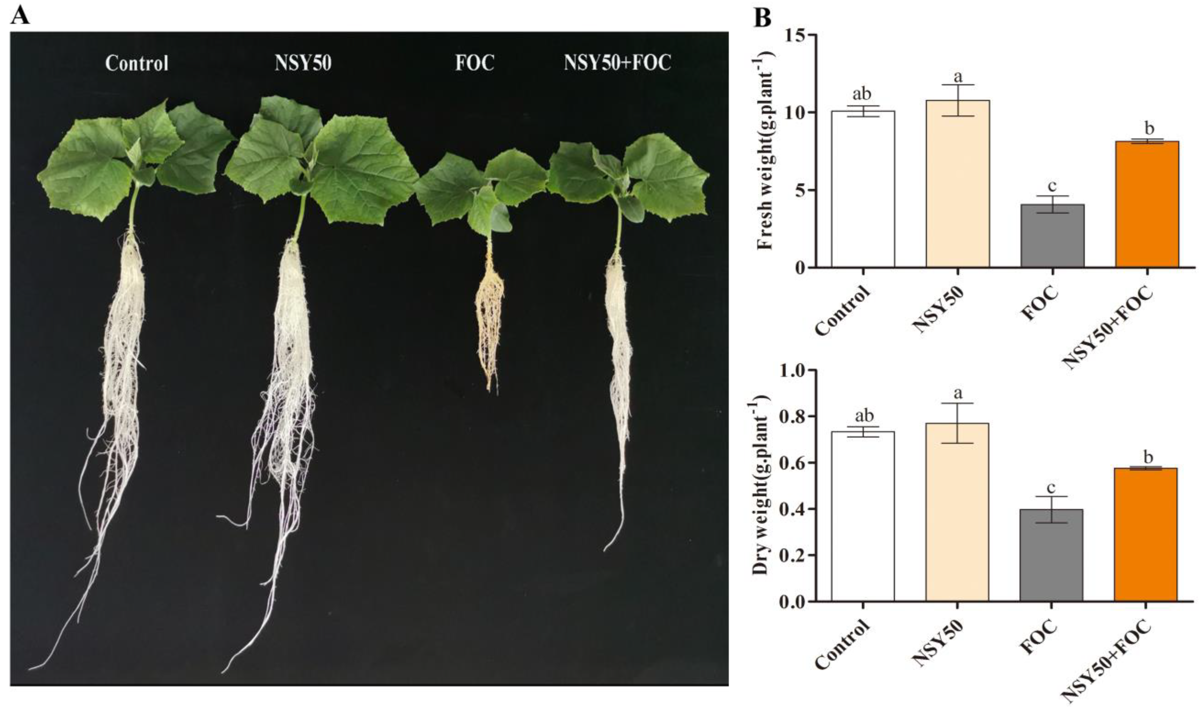 Biology 11 01028 g001