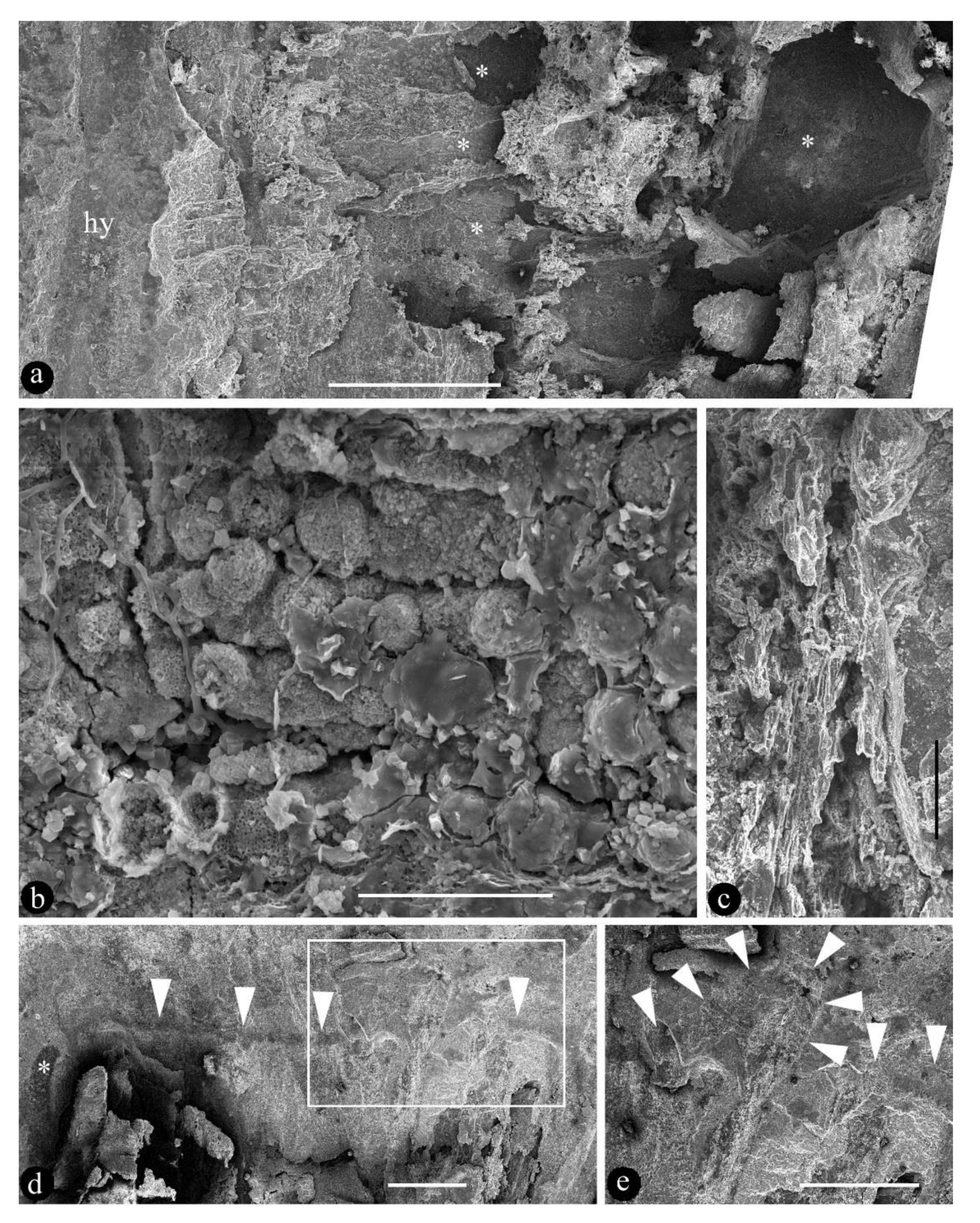 Biology 11 01036 g004 550