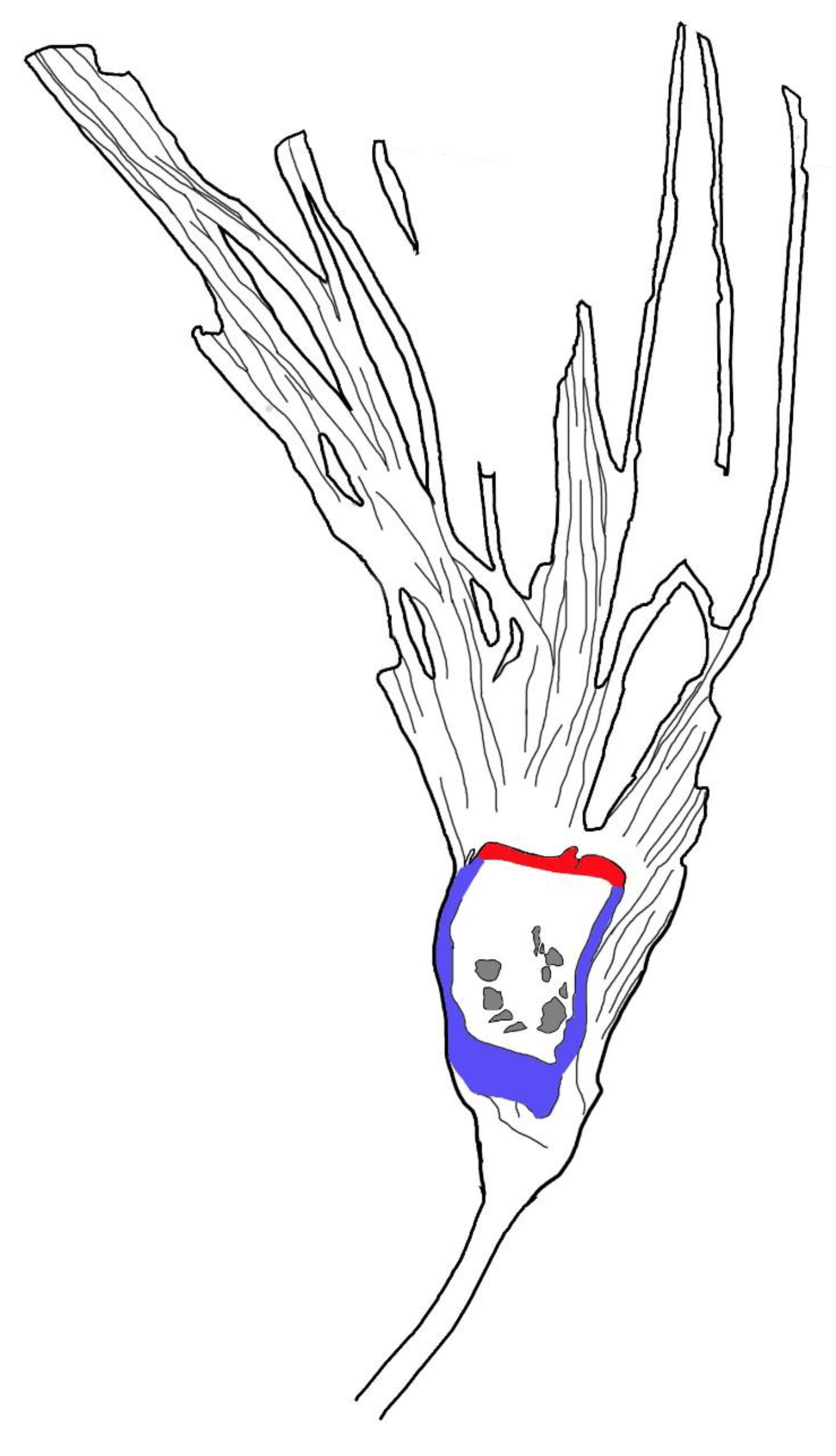 Biology 11 01036 g005 550