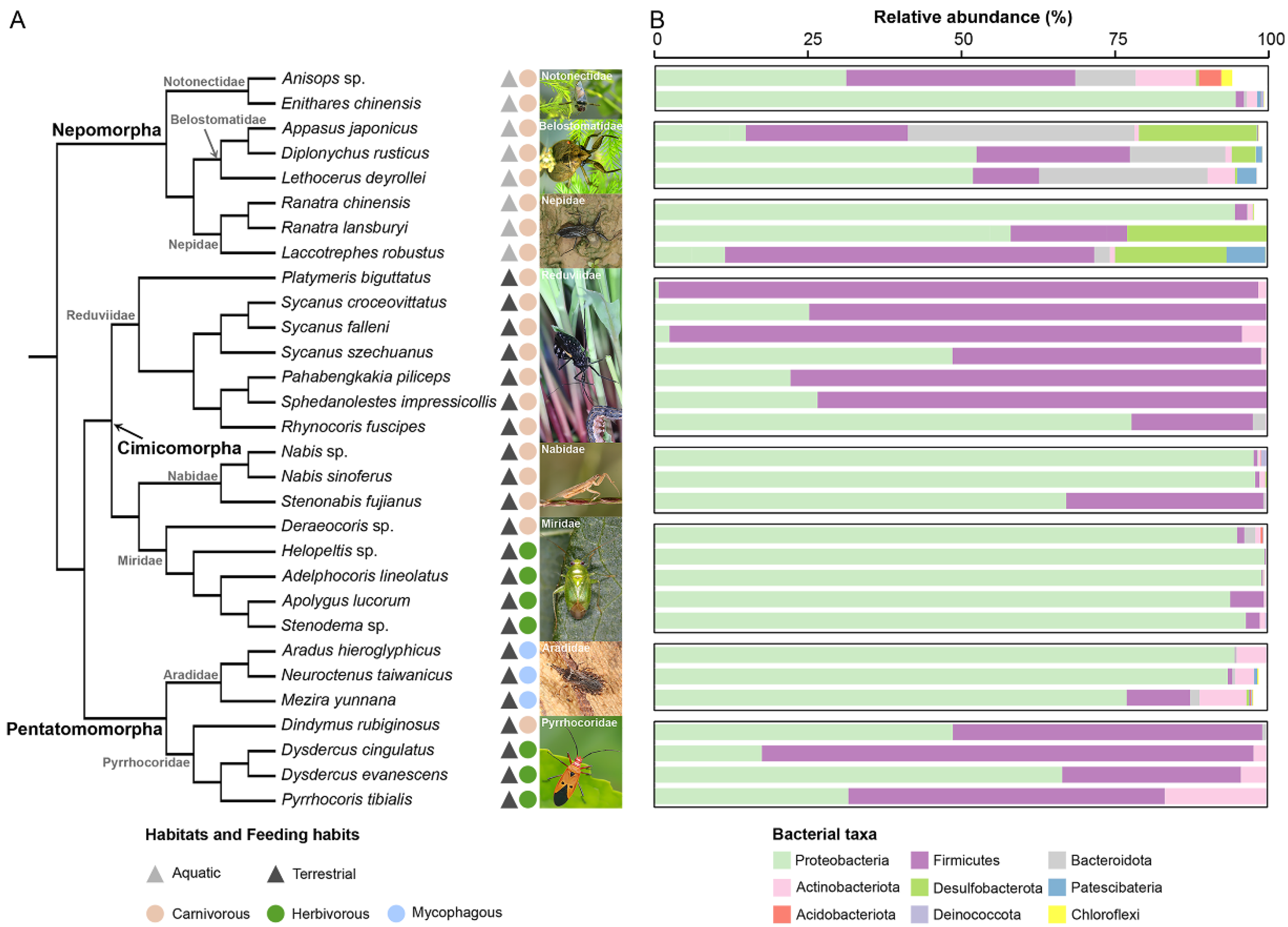 Biology 11 01039 g001 Biology 11 01039 g001