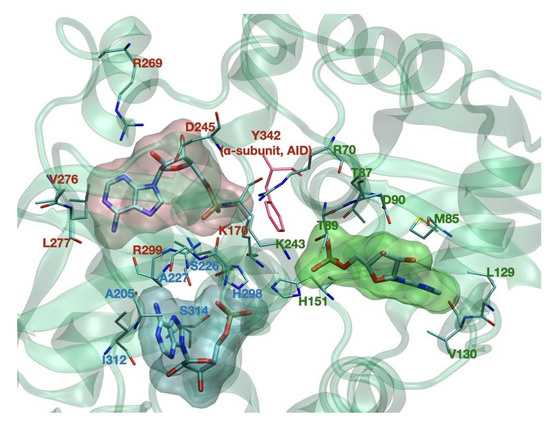 AMPK and Diseases: State of the Art Regulation by AMPK