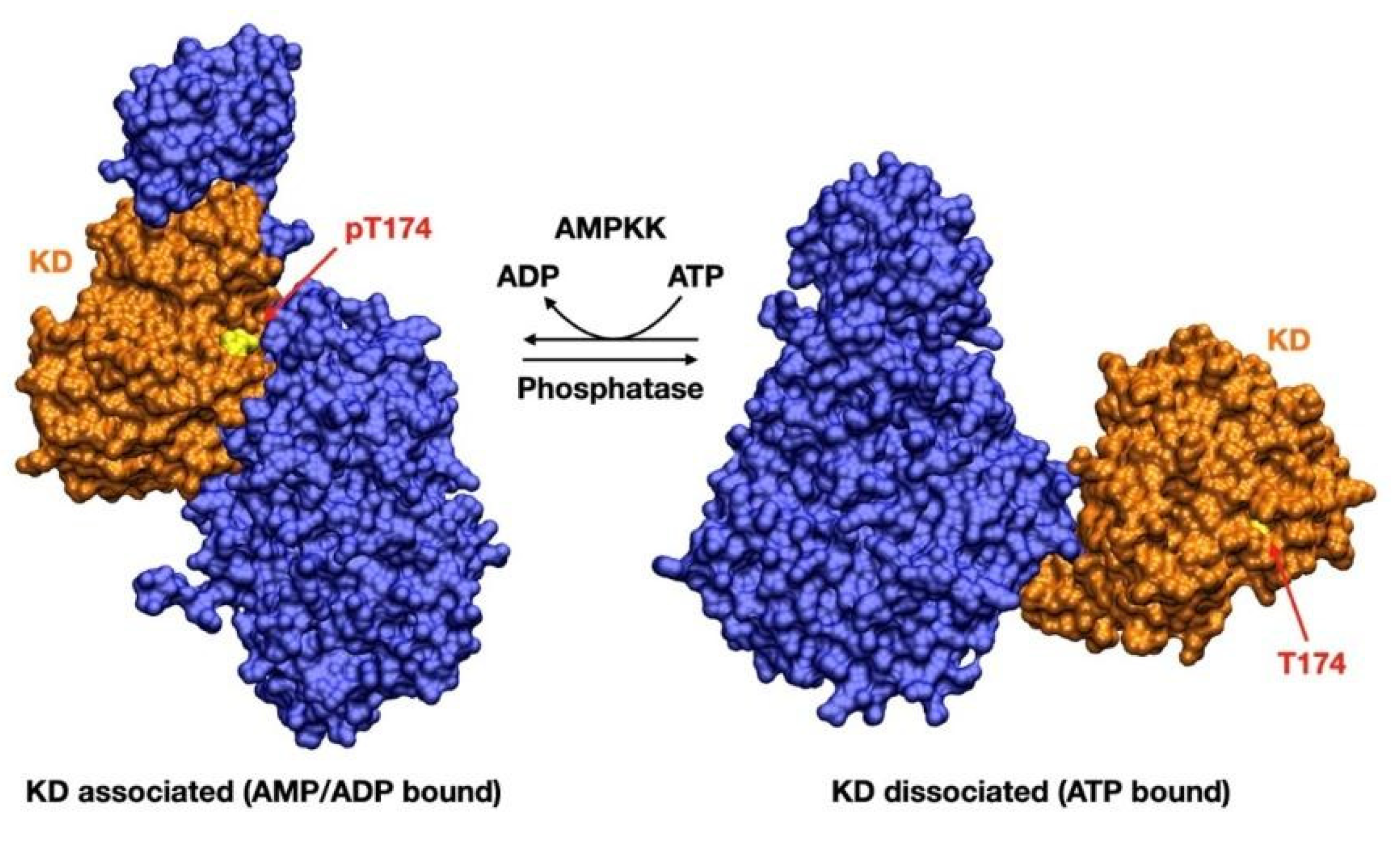 AMPK and Diseases: State of the Art Regulation by AMPK