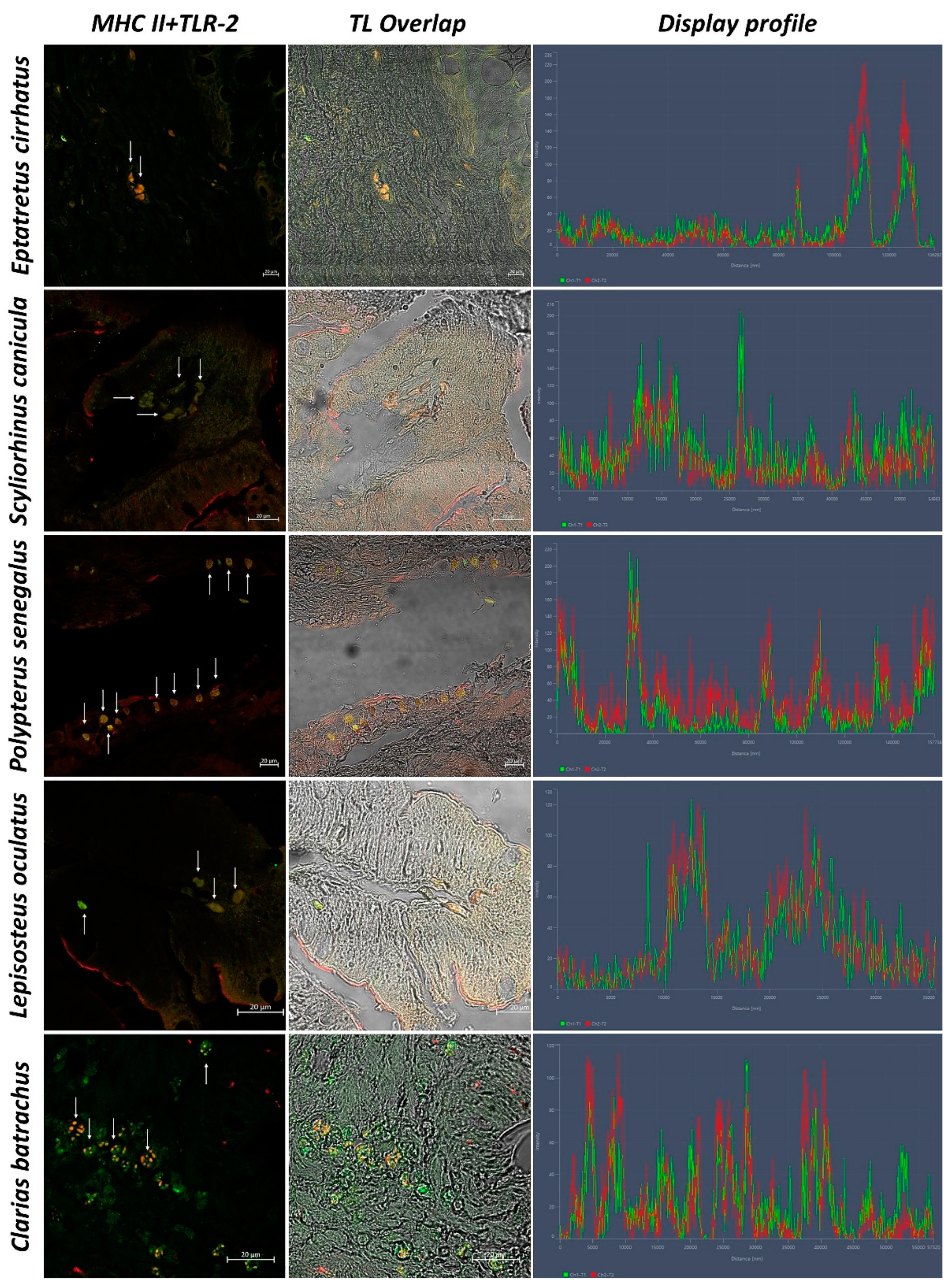 Biology 11 01045 g008 550