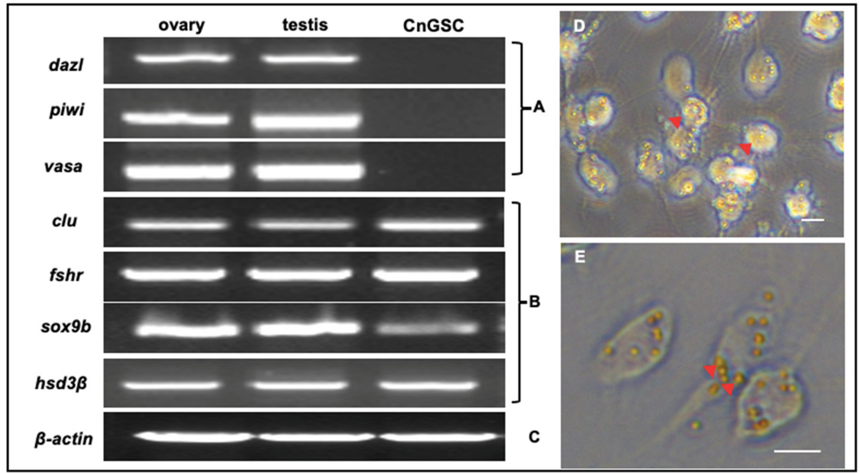 Biology 11 01049 g004 550