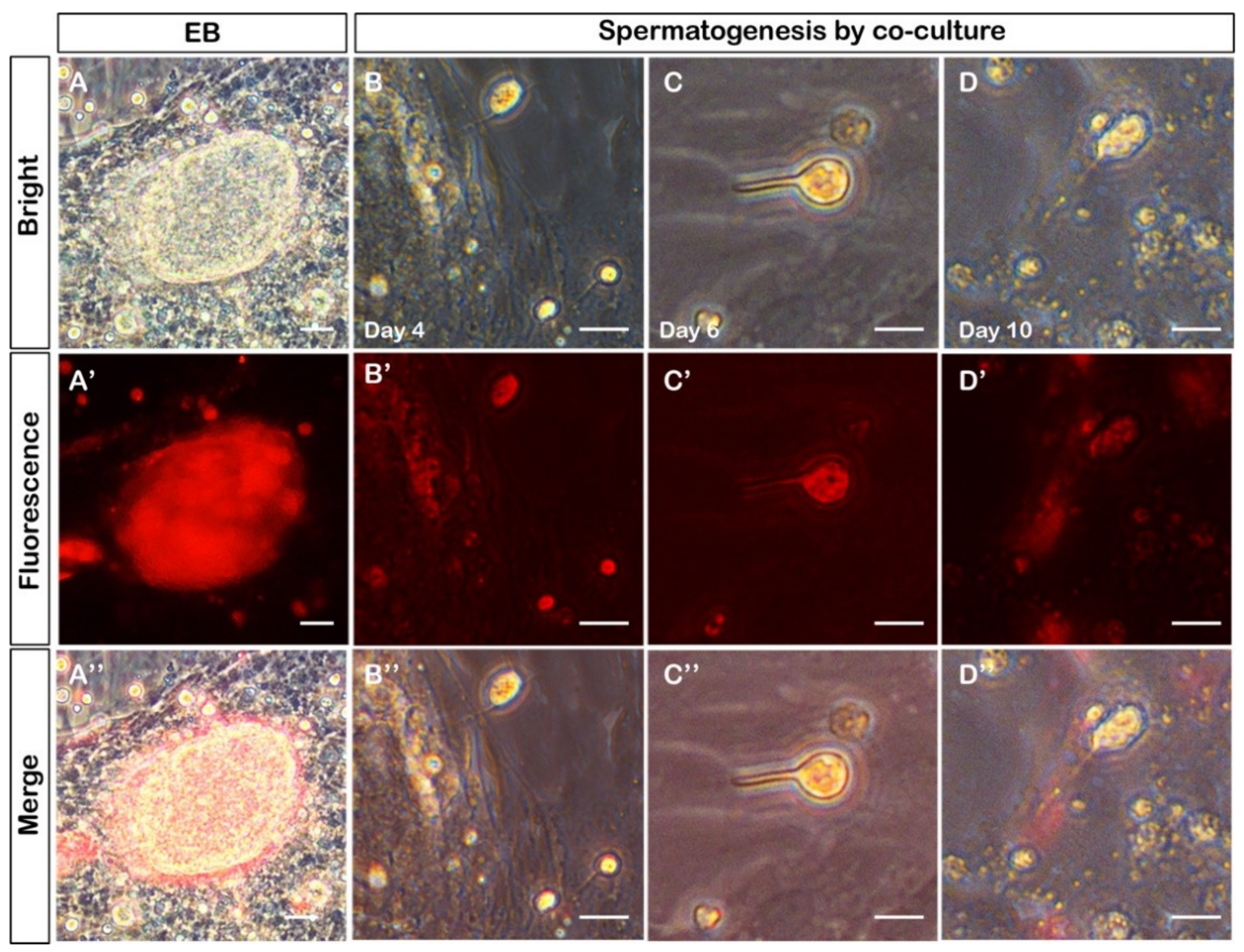 Biology 11 01049 g005 550