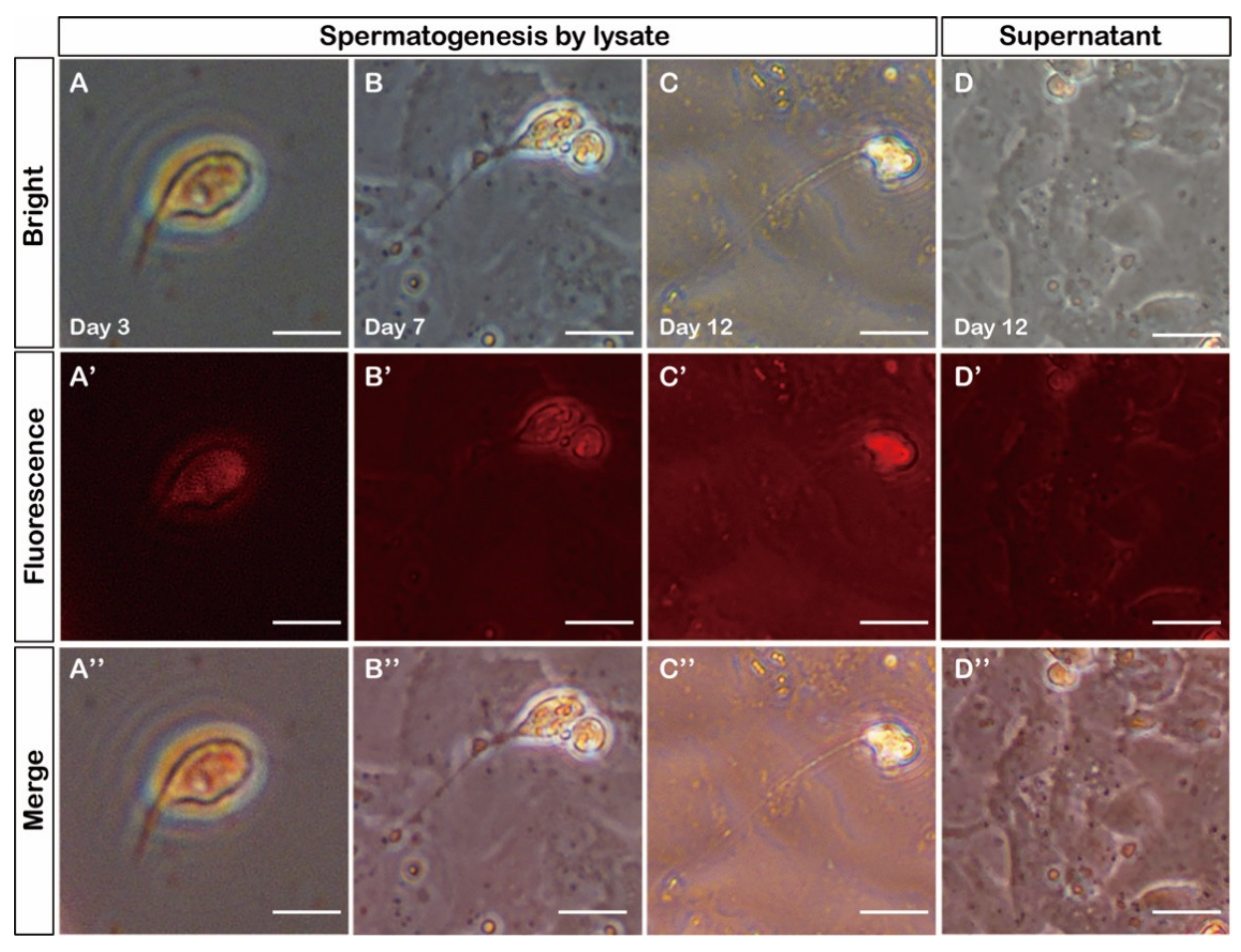 Biology 11 01049 g006 550