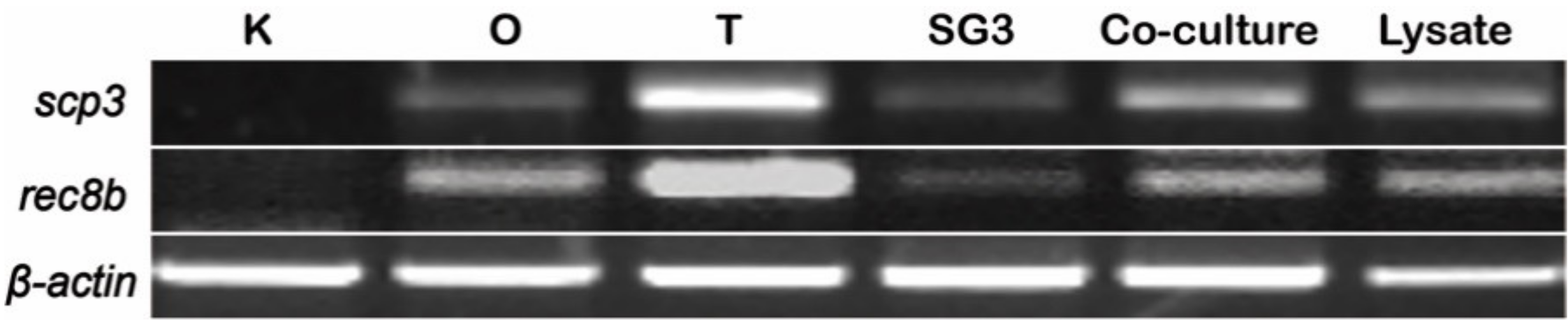 Biology 11 01049 g007 550