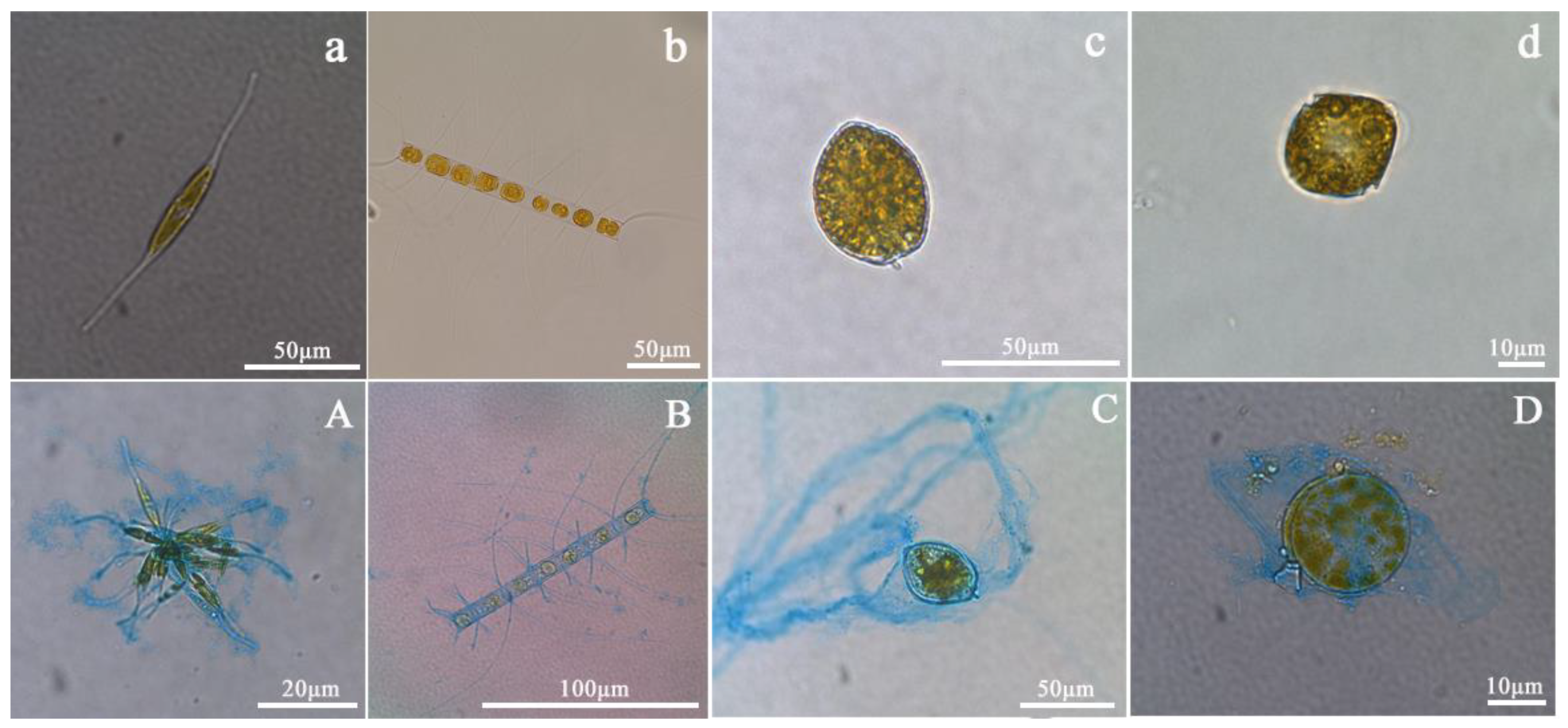 Biology 11 01056 g002 550
